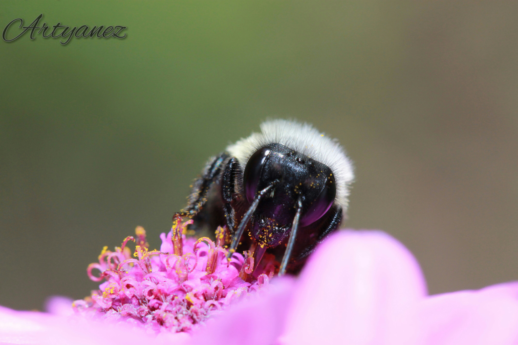 Canon EF 100mm F2.8 Macro USM sample photo. White bee photography
