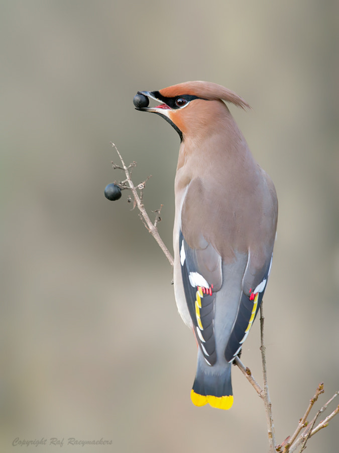 Canon EOS-1D X + Canon EF 600mm F4L IS II USM sample photo. Waxwing with a berry.. photography