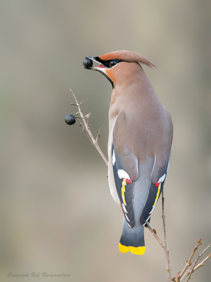 Canon EF 600mm F4L IS II USM sample photo. Waxwing with a berry.. photography