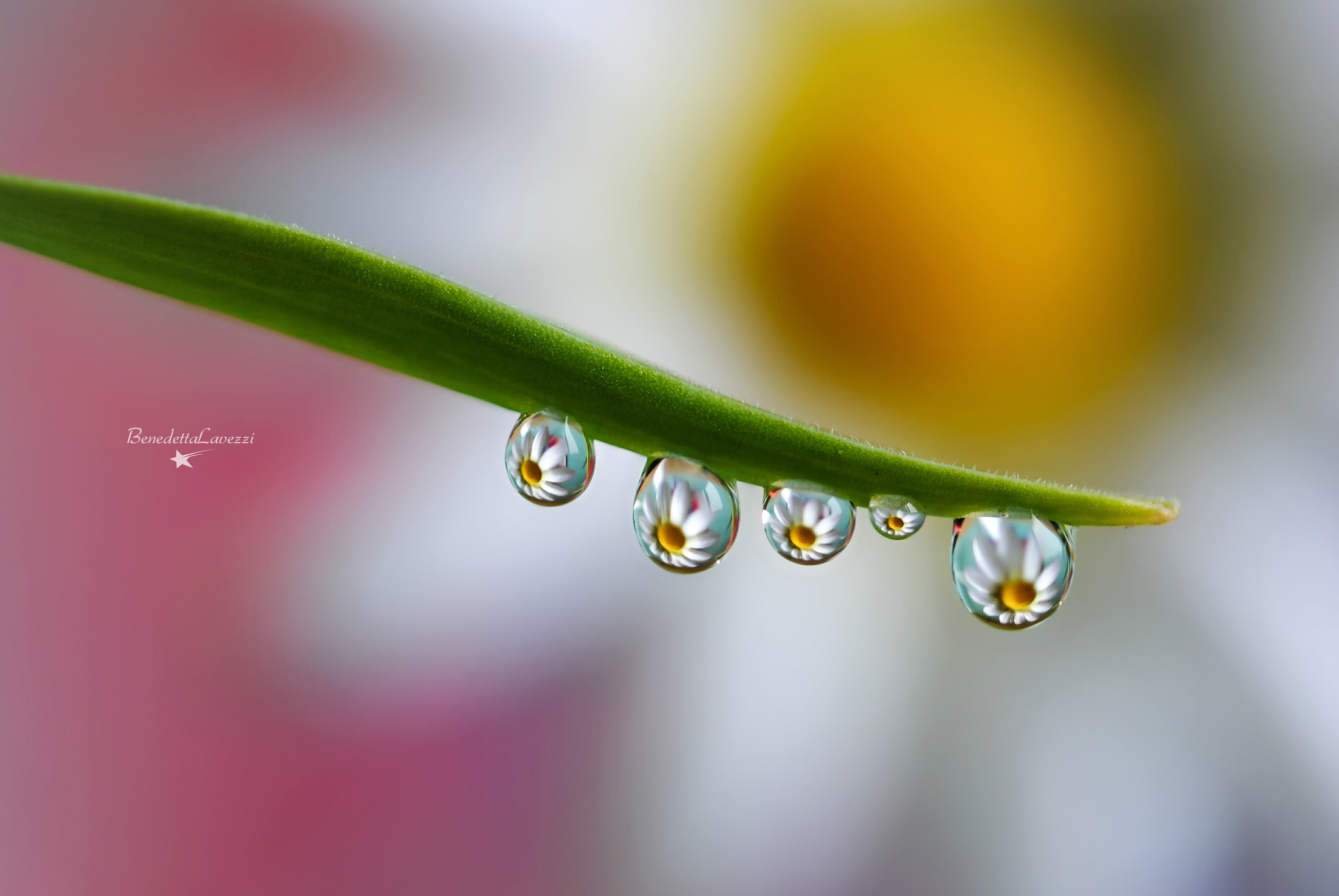 Sigma 105mm F2.8 EX DG OS HSM sample photo. Love me photography