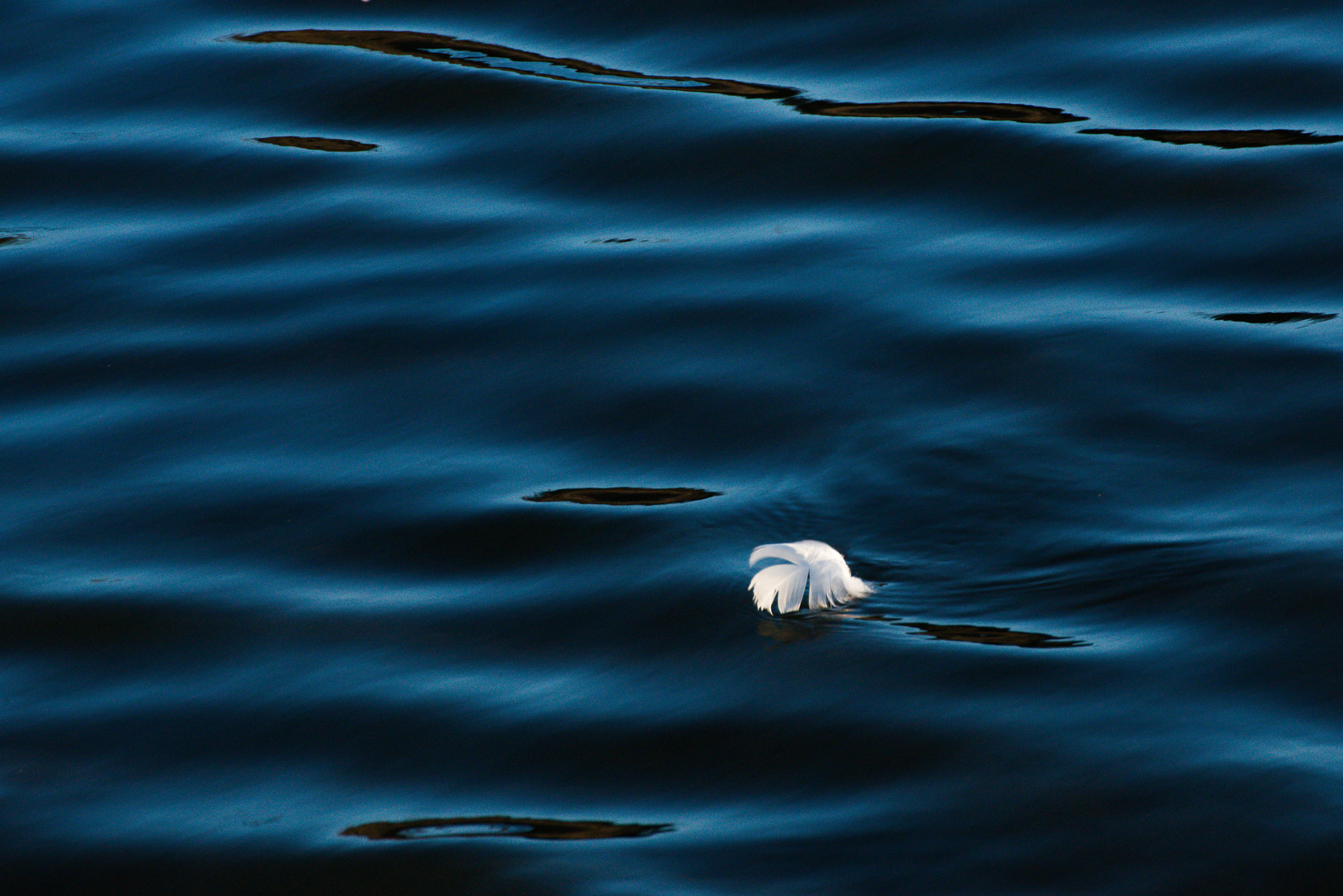 Nikon D800 sample photo. Float photography