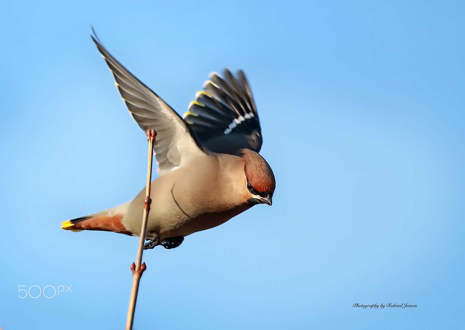 Canon EF 500mm F4L IS USM sample photo. Silkehale photography