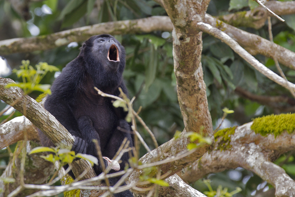 Canon EOS 60D + Canon EF 70-200mm F2.8L IS II USM sample photo. Howler monkey photography