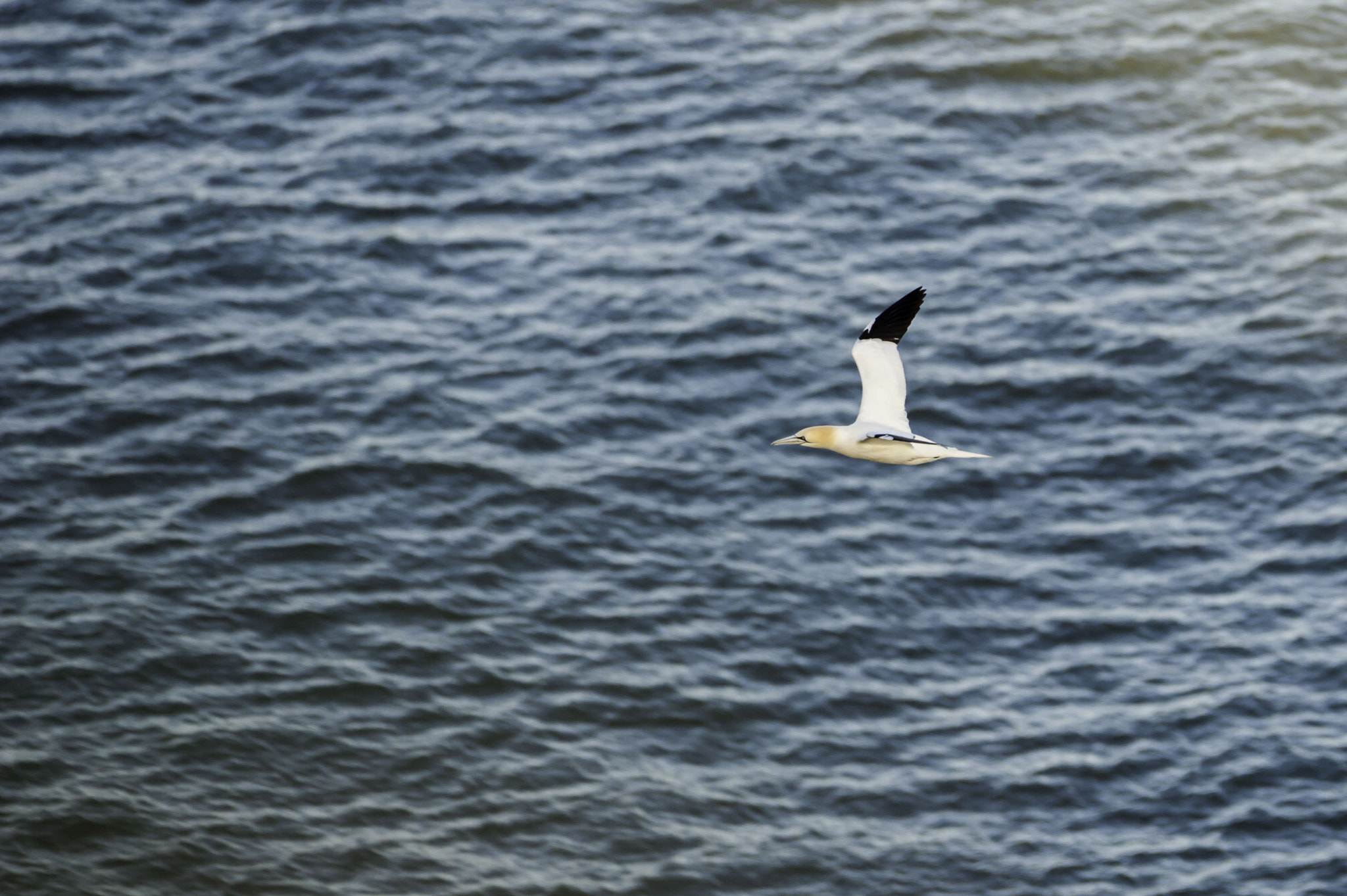 Nikon AF-S Nikkor 200-500mm F5.6E ED VR sample photo. Bempton rspb photography