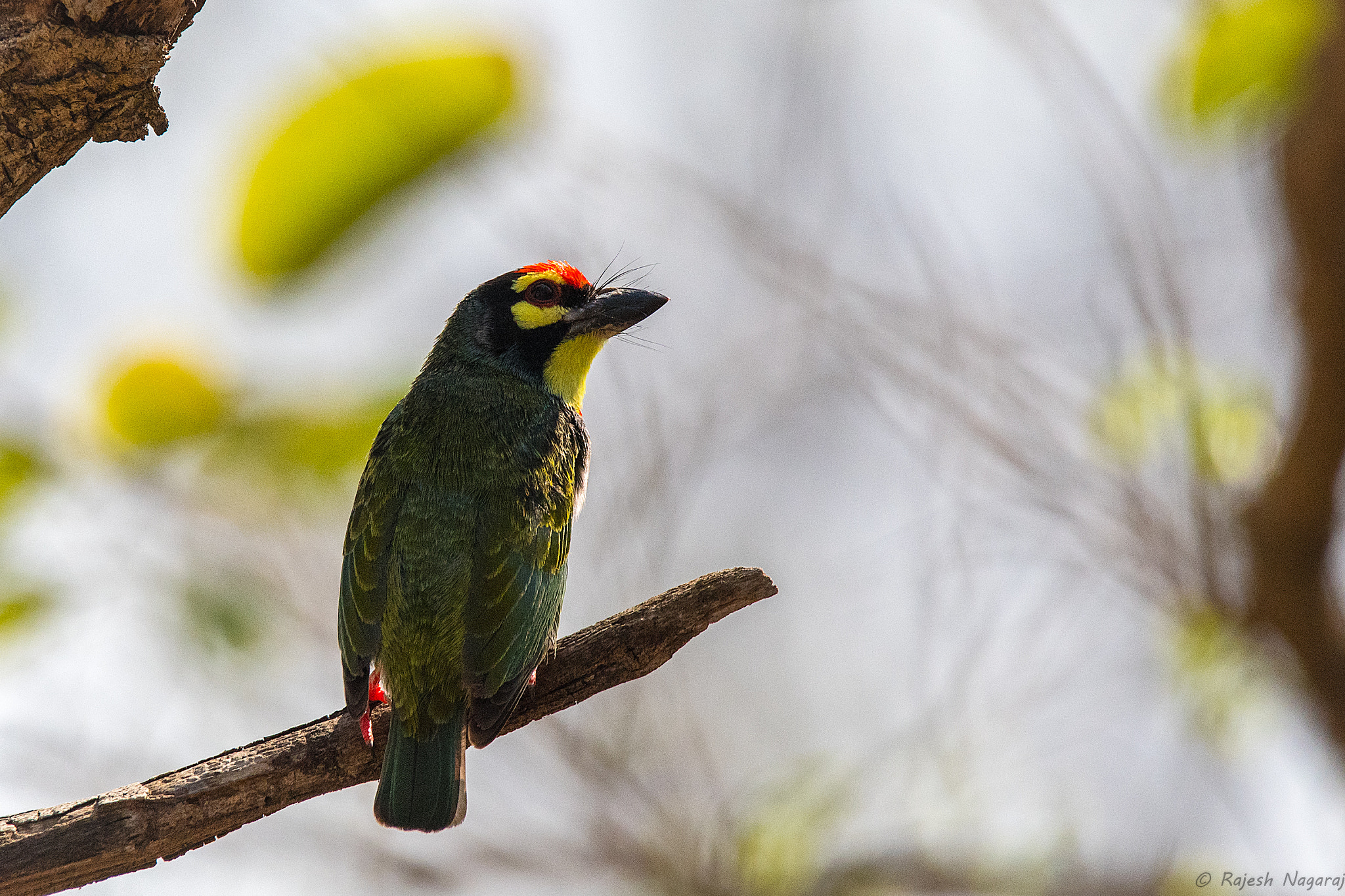 Sigma 150-600mm F5-6.3 DG OS HSM | C sample photo. Coppersmith barbet photography