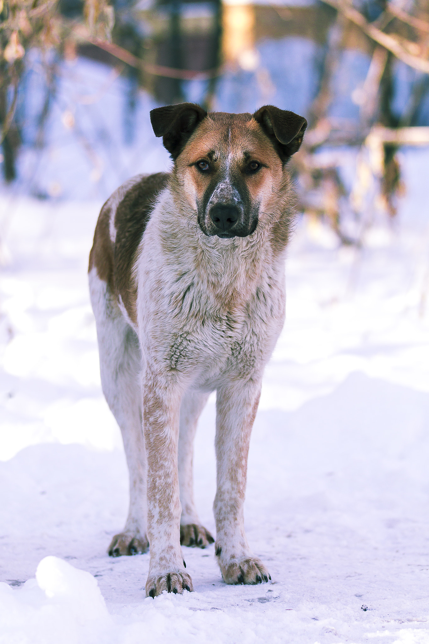 Sigma 105mm F2.8 EX DG OS HSM sample photo. Homeless dog photography