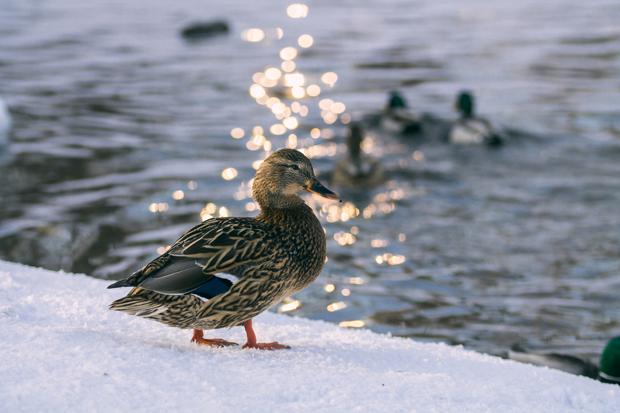 Sigma 105mm F2.8 EX DG OS HSM sample photo. Duck photography