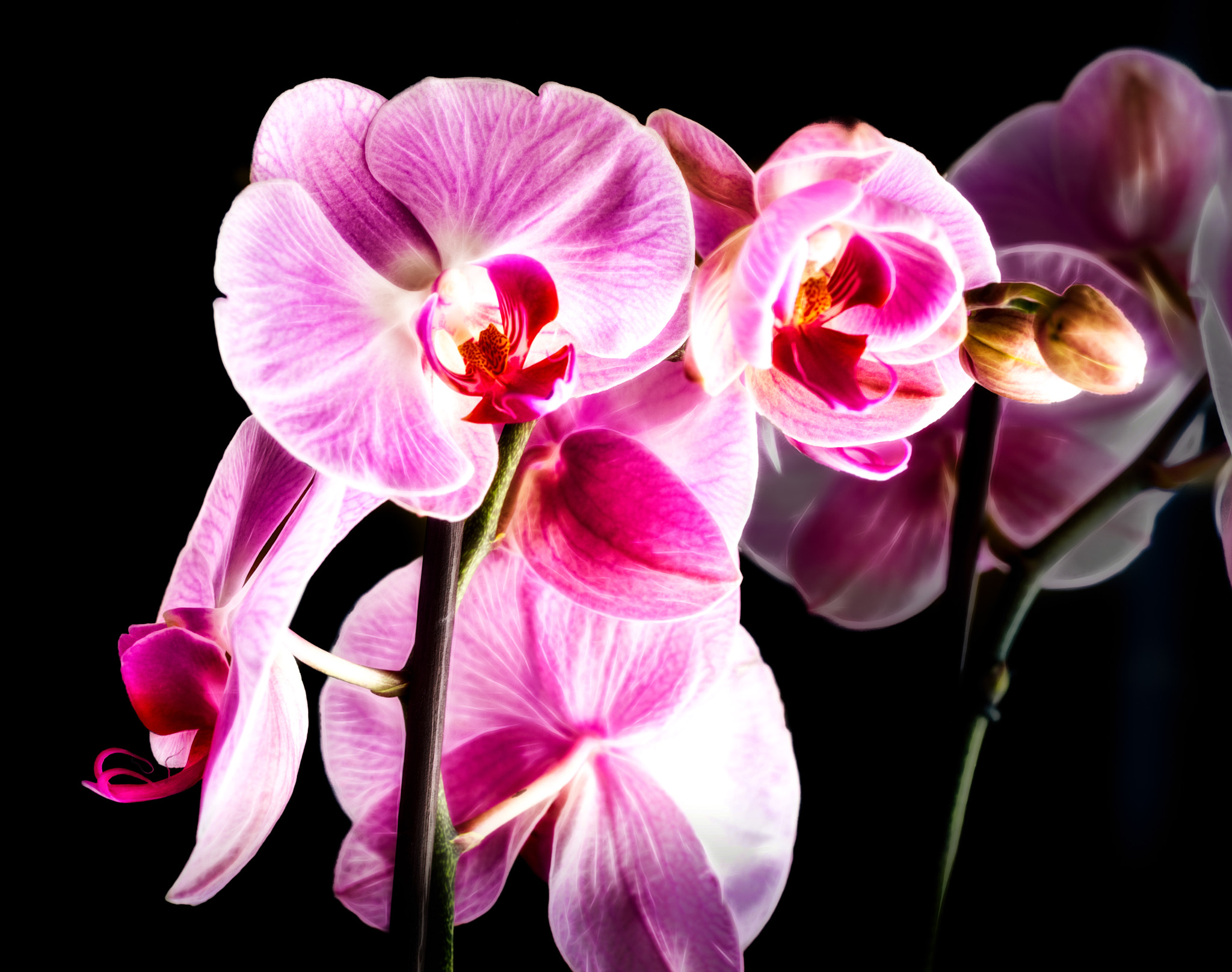 Sony a7R + Sony FE 90mm F2.8 Macro G OSS sample photo. Orchids photography