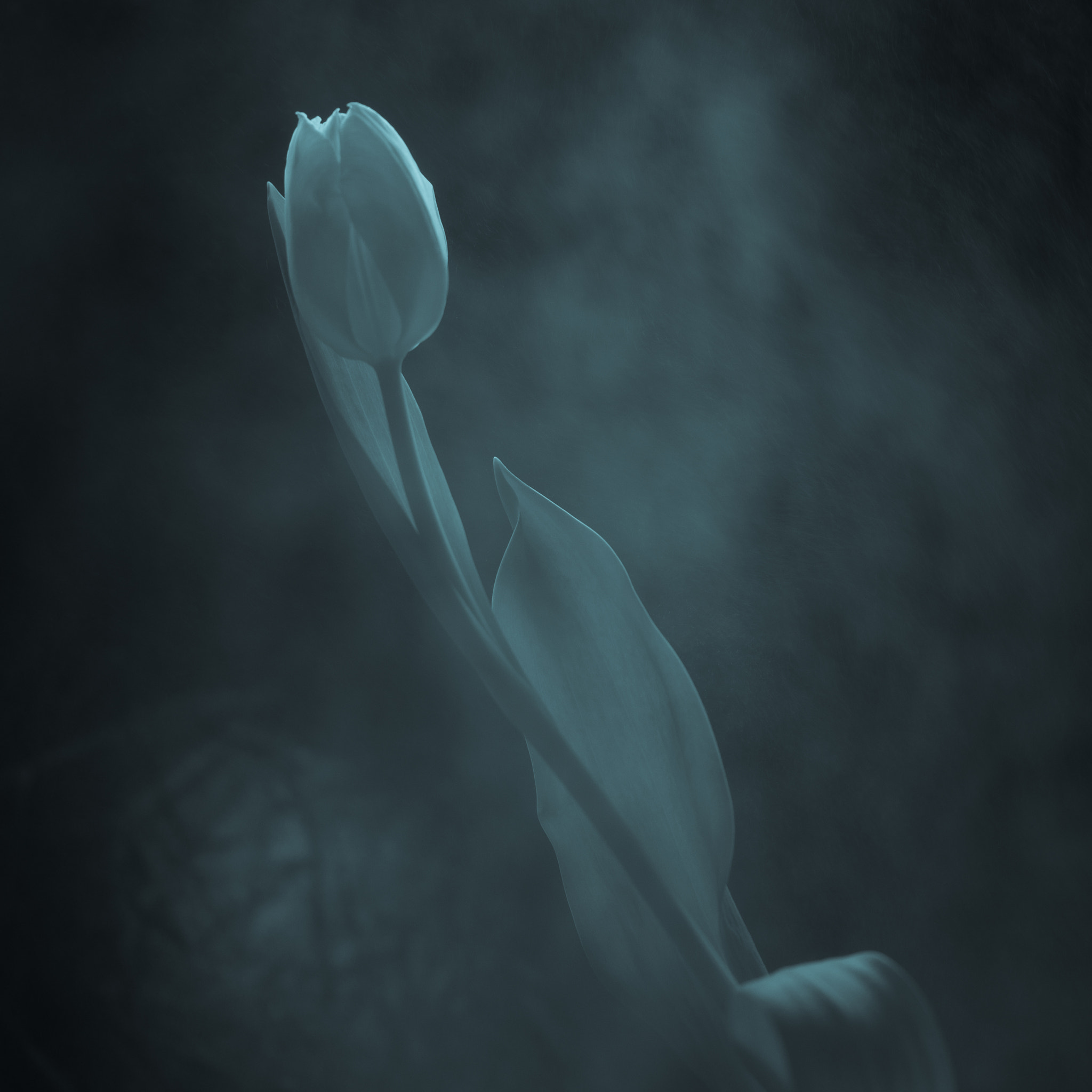 Sony a99 II + 105mm F2.8 sample photo. Ghosttulip photography