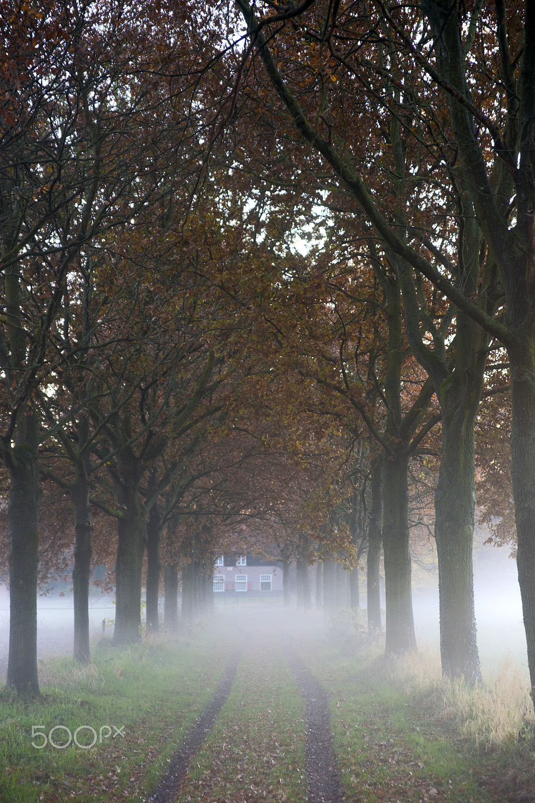 Sony Alpha DSLR-A900 sample photo. Fog road photography