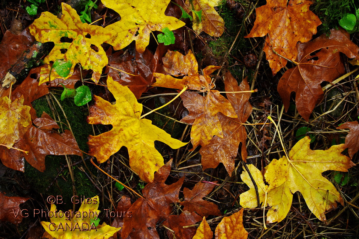 Pentax smc DA 18-55mm F3.5-5.6 AL WR sample photo. Fallen color photography