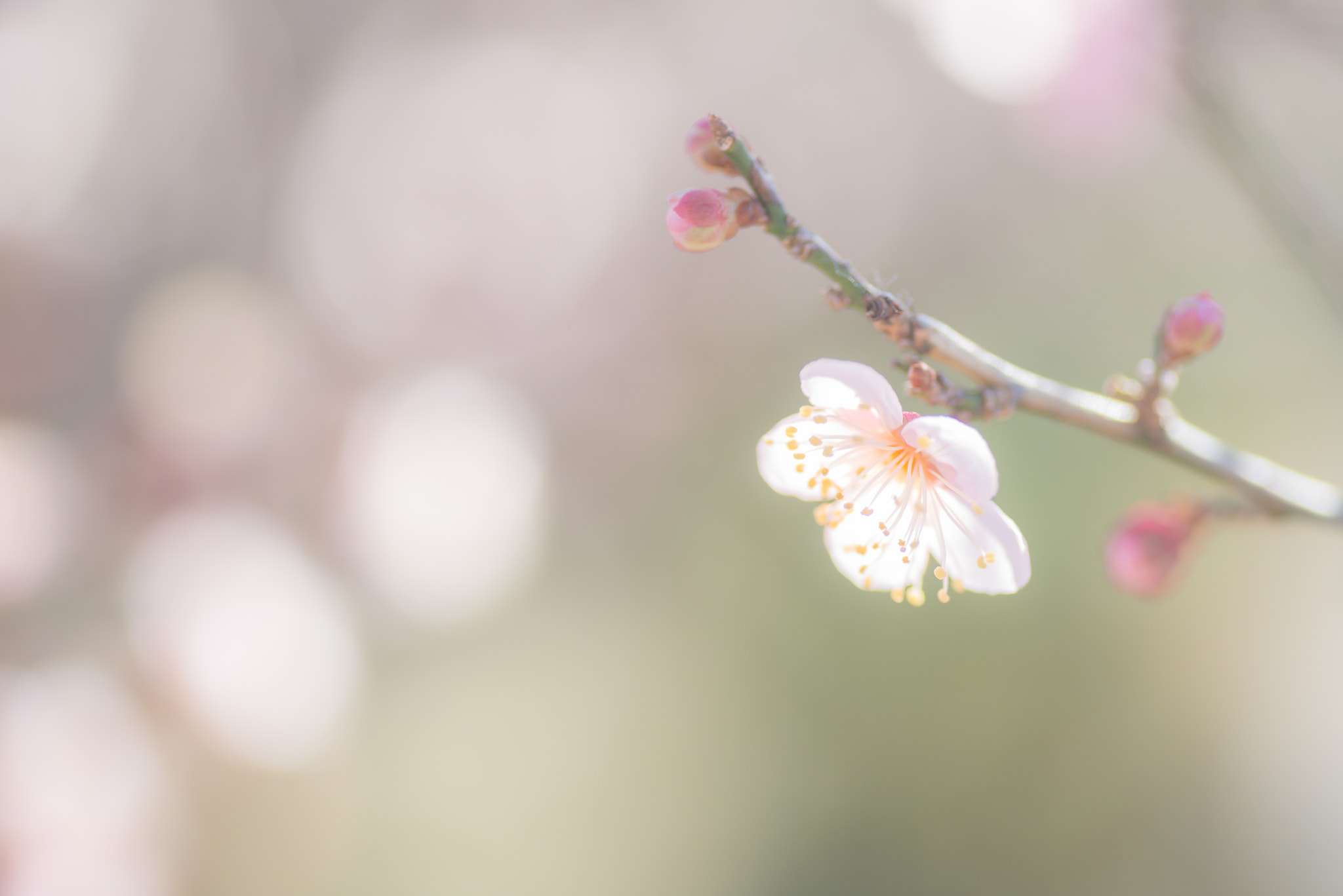 Nikon D800 sample photo. Spring light photography