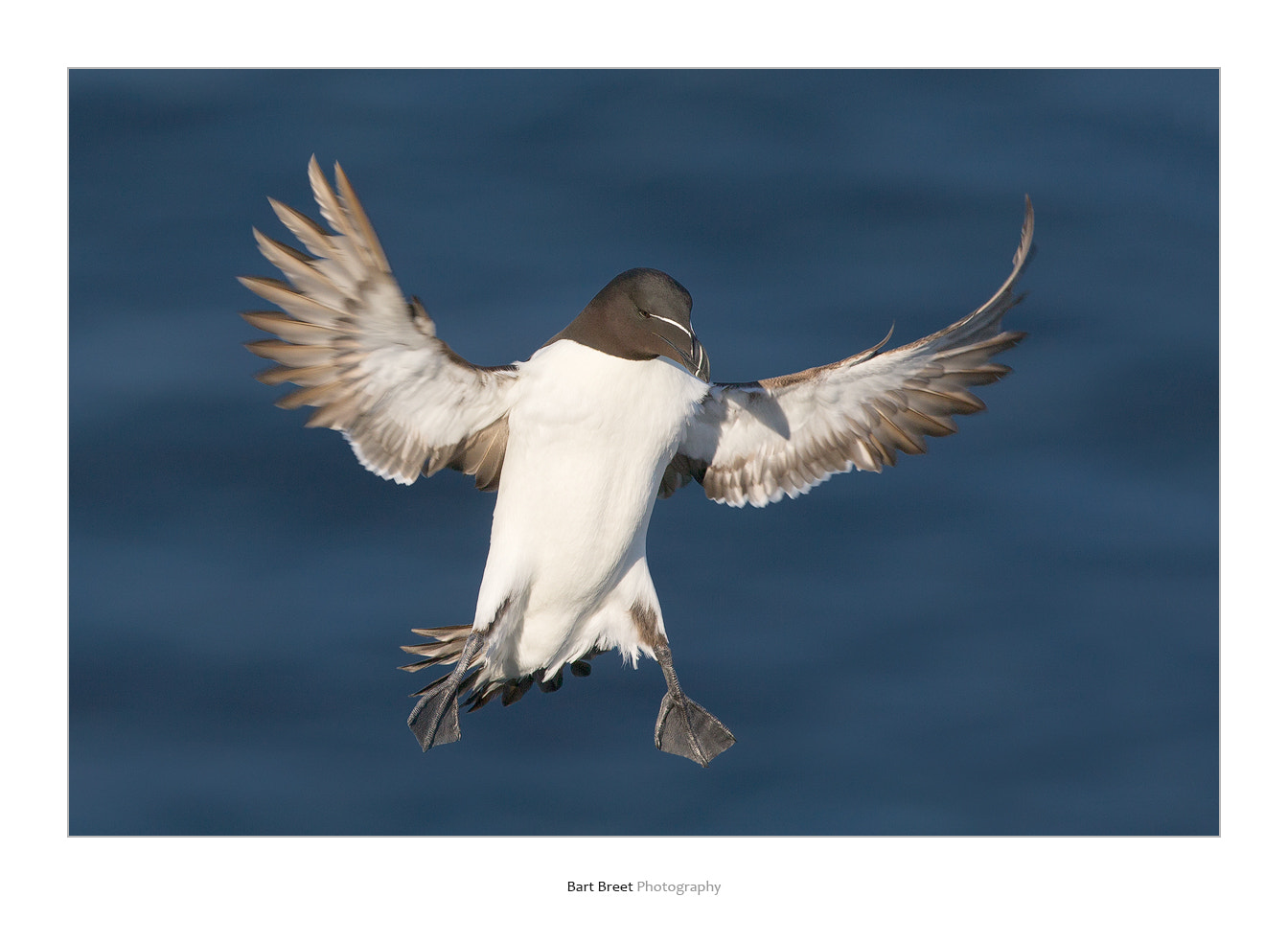 Canon EF 400mm F2.8L IS USM sample photo. Razorbill in flight photography