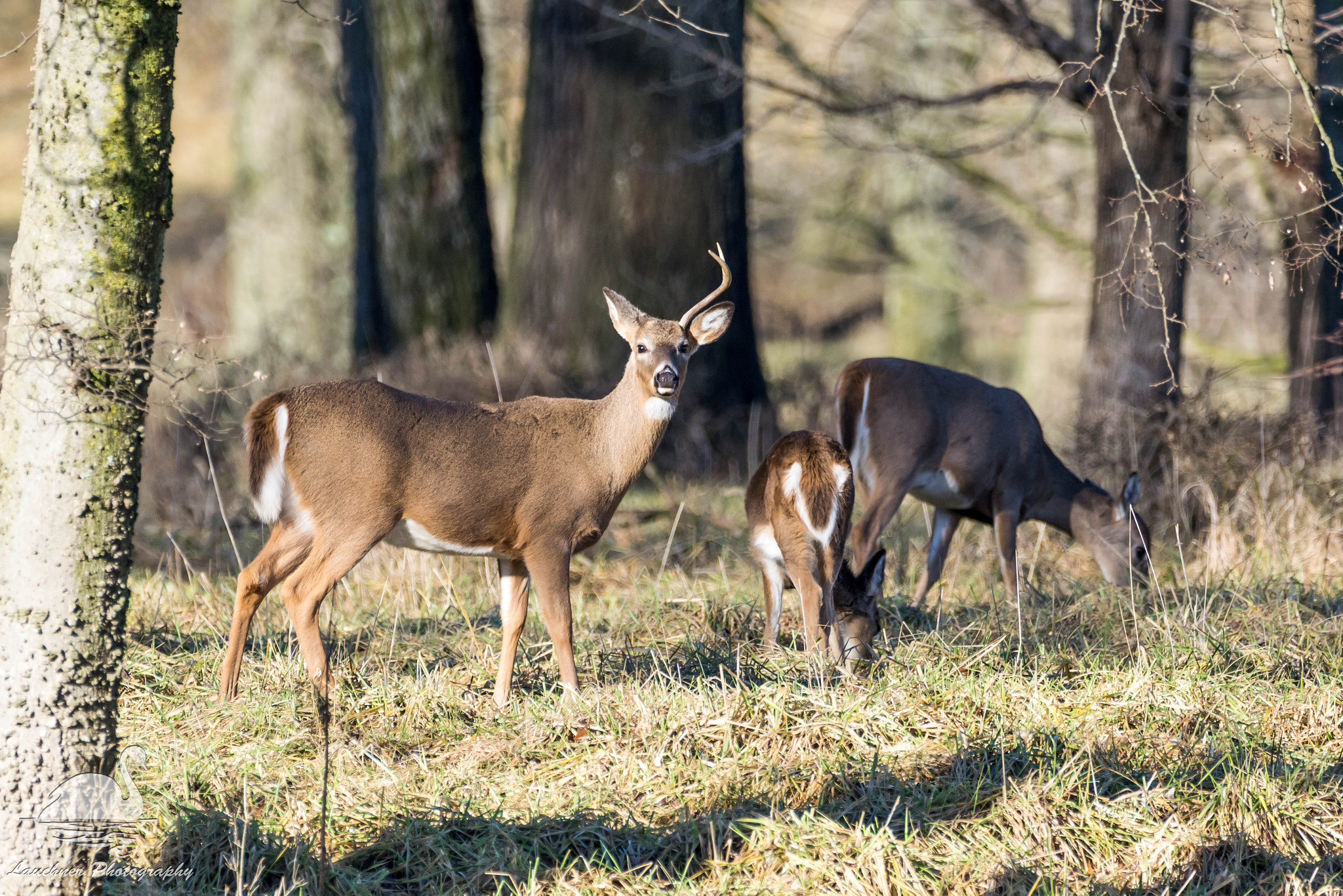 Sigma 150-600mm F5-6.3 DG OS HSM | C sample photo. A half rack is all i need photography