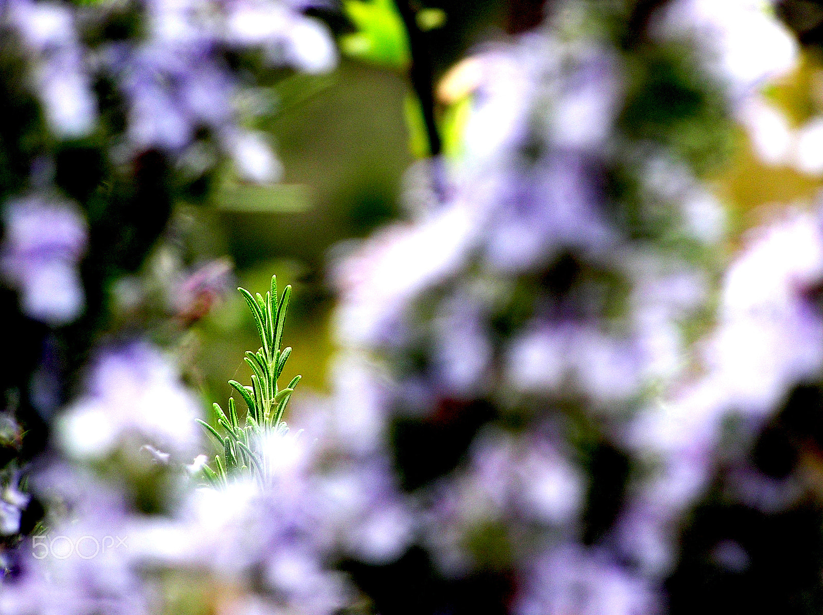 Olympus C750UZ sample photo. Hidden nature photography