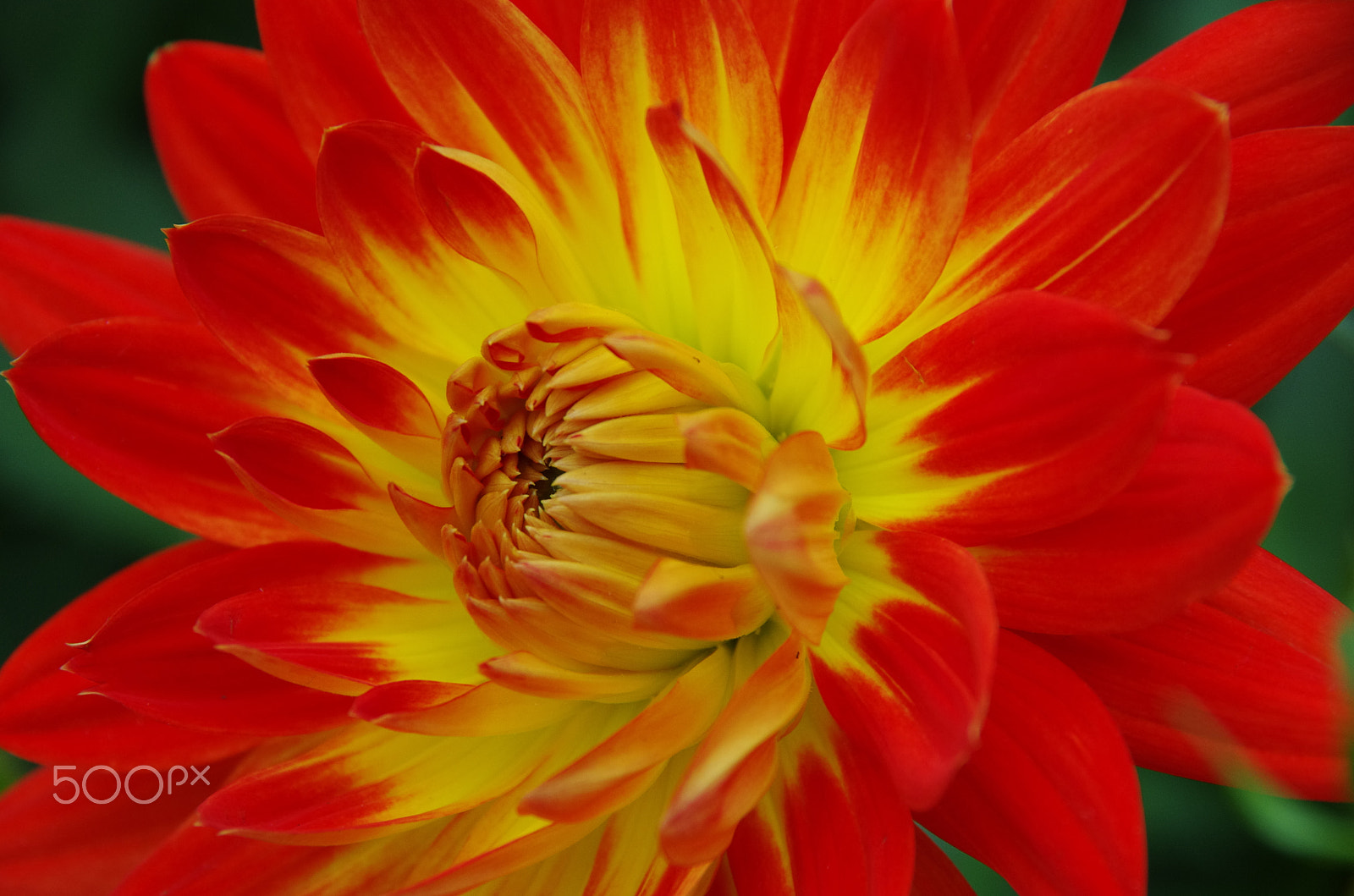 Pentax K-5 sample photo. Aflame photography