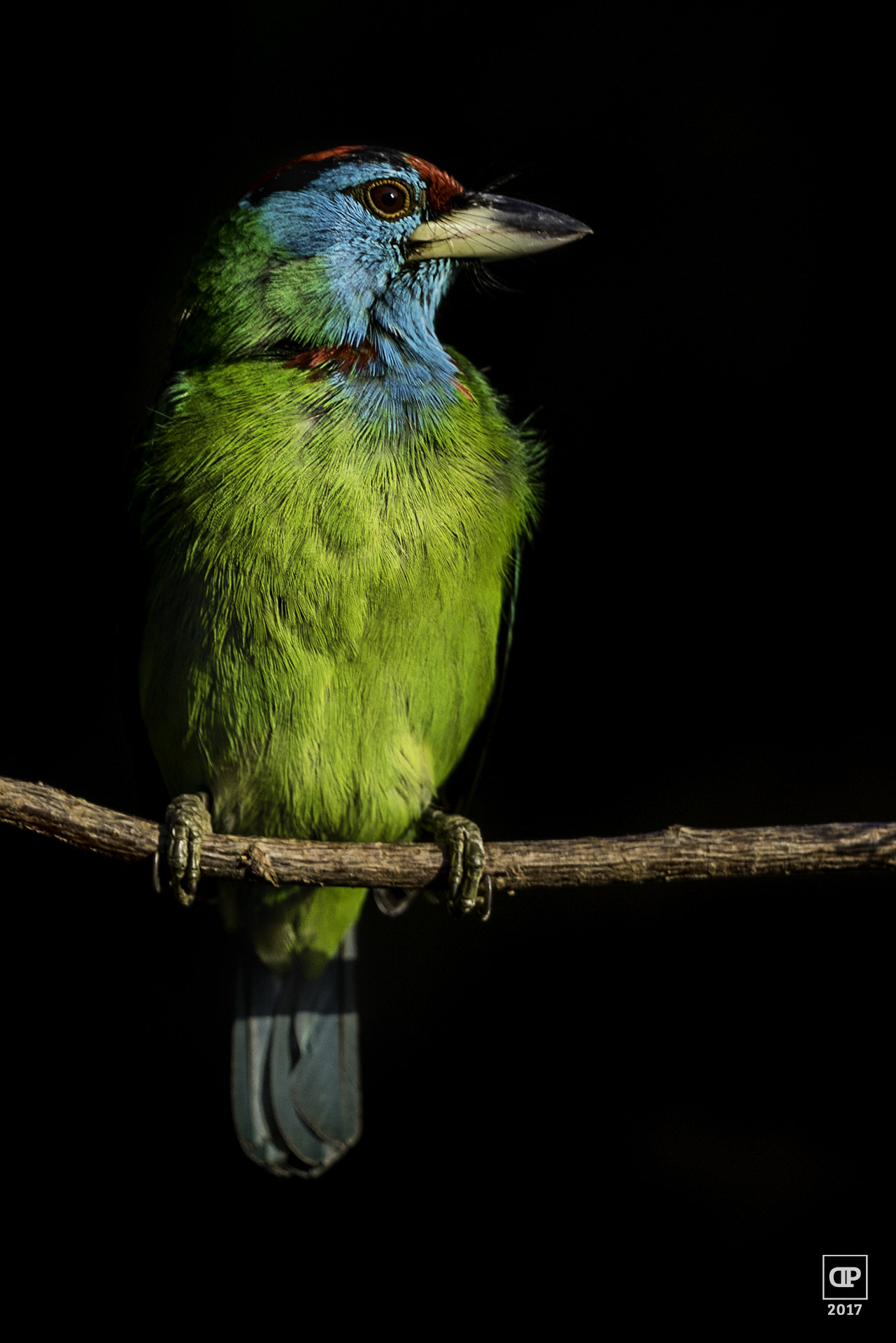 Nikon D750 + Nikon AF-S Nikkor 500mm F4G ED VR sample photo. Blue-throated barbet photography