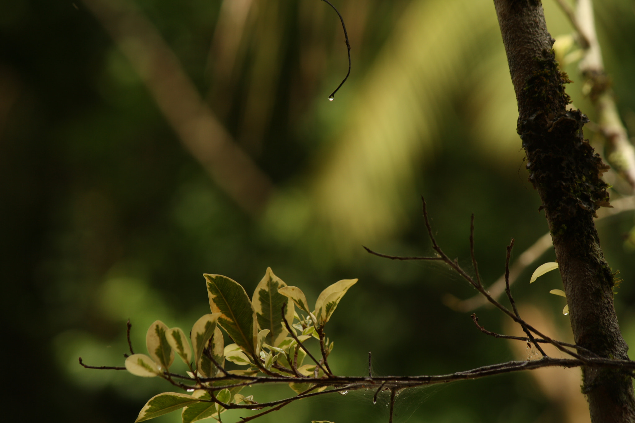 Canon EF-S 55-250mm F4-5.6 IS sample photo. Raindrop photography
