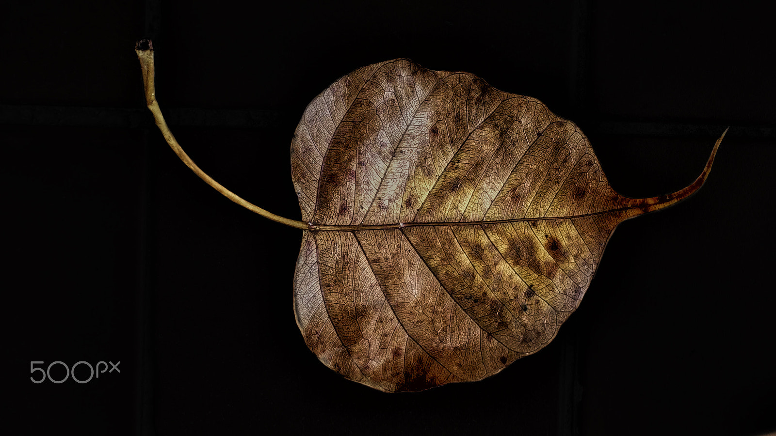 Xiaomi Mi 4i sample photo. Bodhi leaf photography