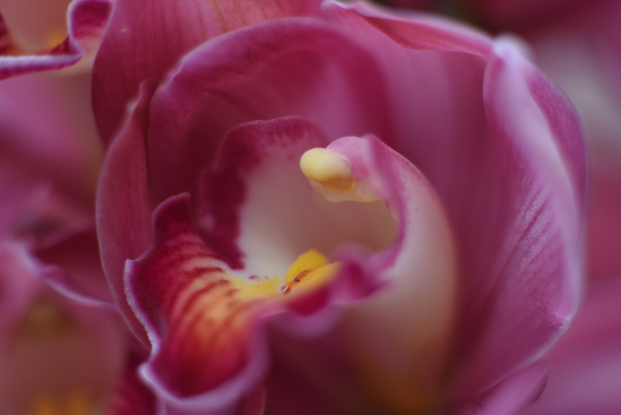 Manual Lens No CPU sample photo. Chinese new year  photography