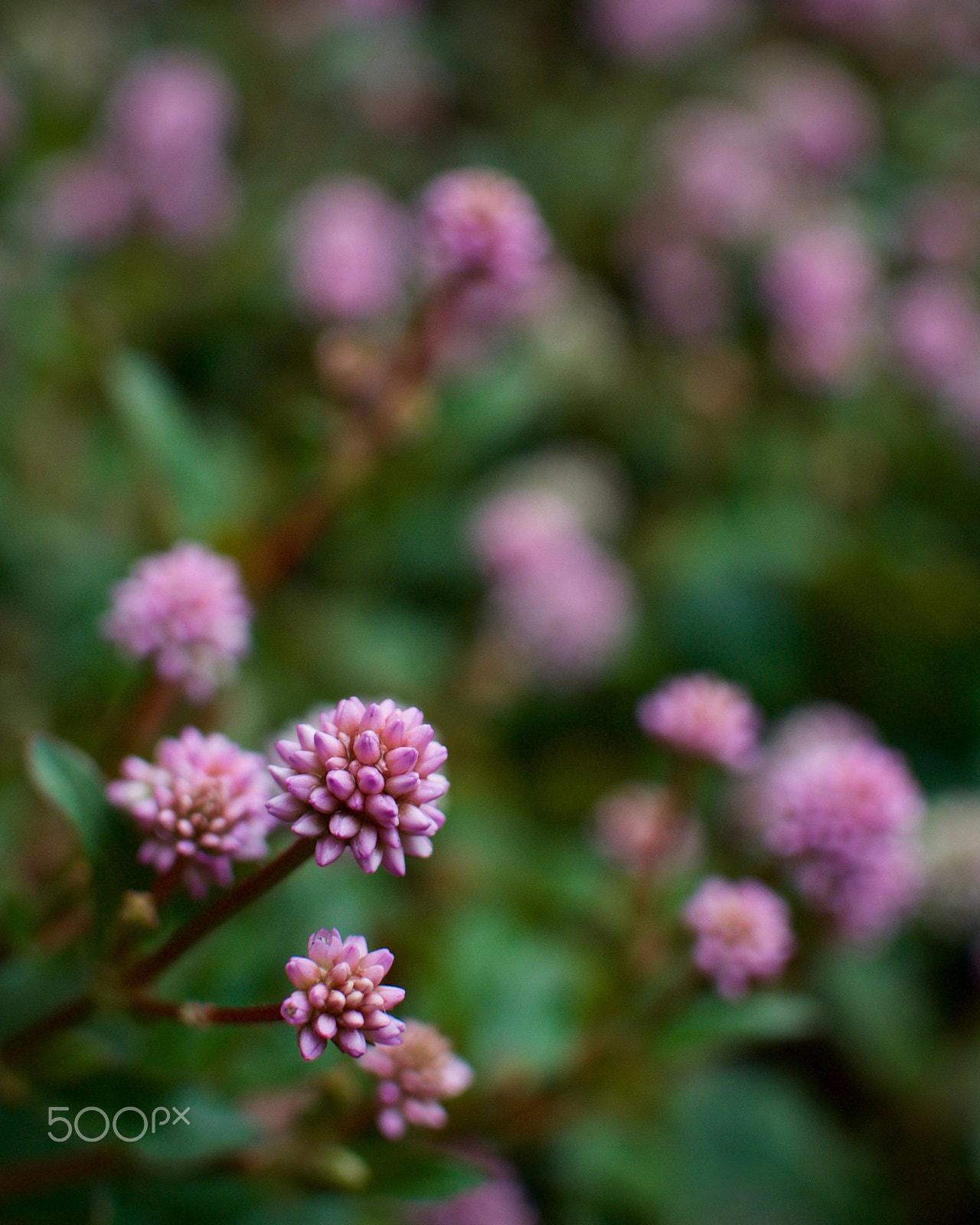 Nikon 1 J2 + Nikon 1 Nikkor 18.5mm F1.8 sample photo. Pinkhead knotweed photography