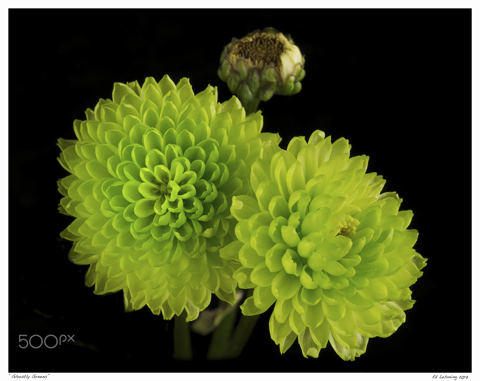 Nikon D800 sample photo. Ghostly greens photography