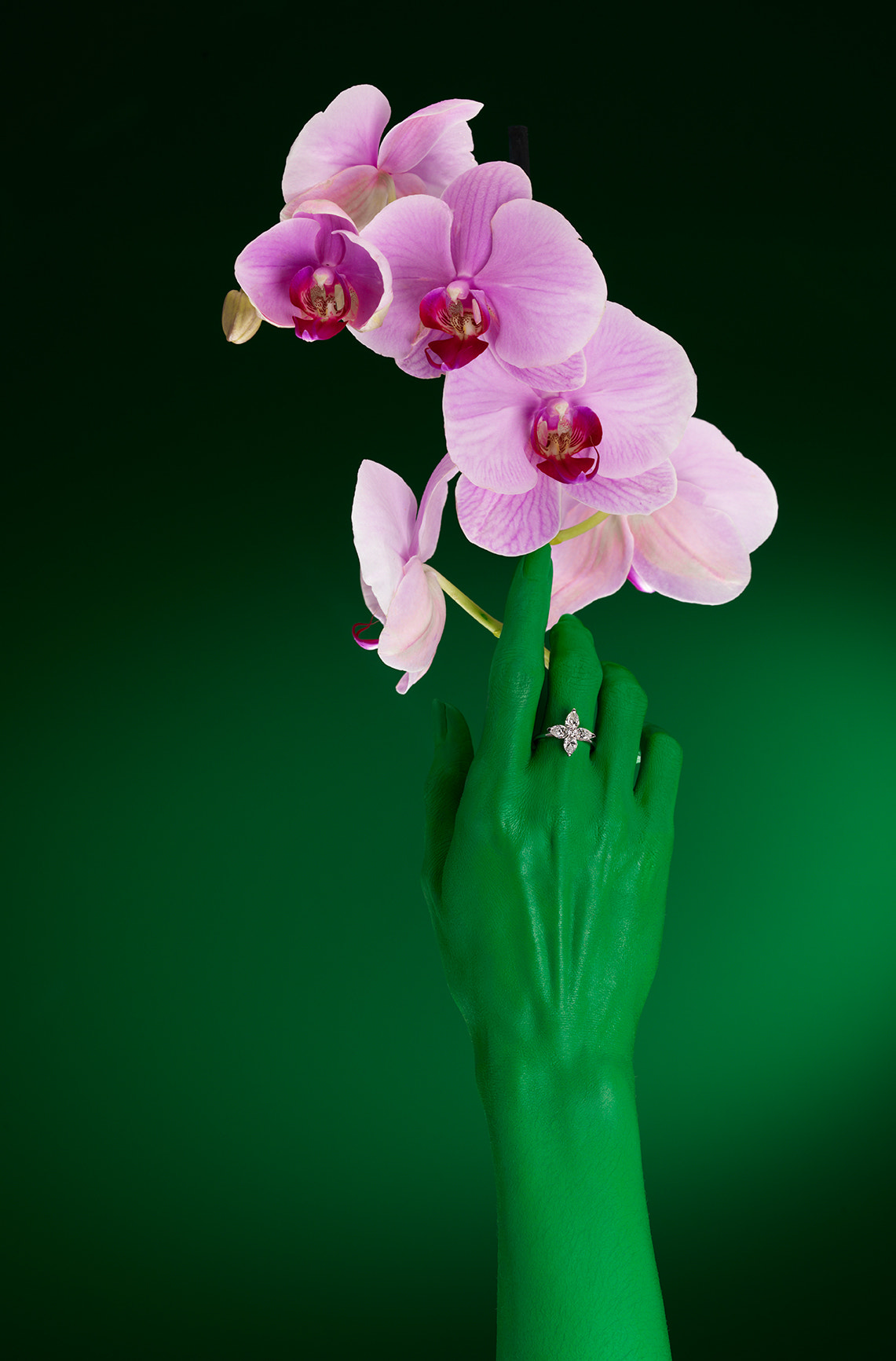 Hasselblad H3DII-39 sample photo. Orchid for isabelle barrier photography