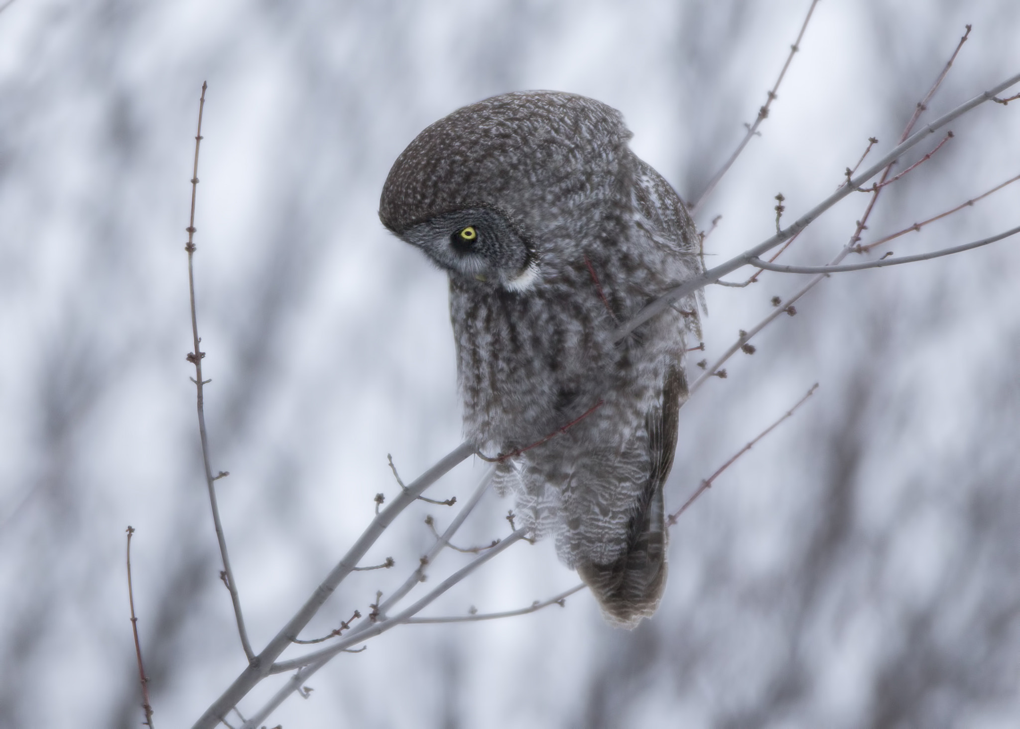 Canon EOS-1D X + Canon EF 600mm f/4L IS sample photo. Great grey owl  ( chouette lapone ) photography