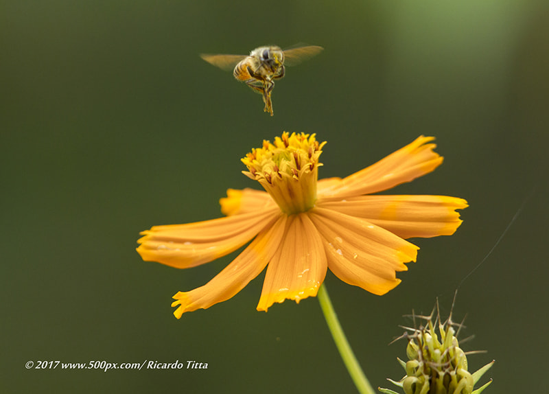 Canon EOS-1D Mark IV + Canon EF 400mm F2.8L IS USM sample photo