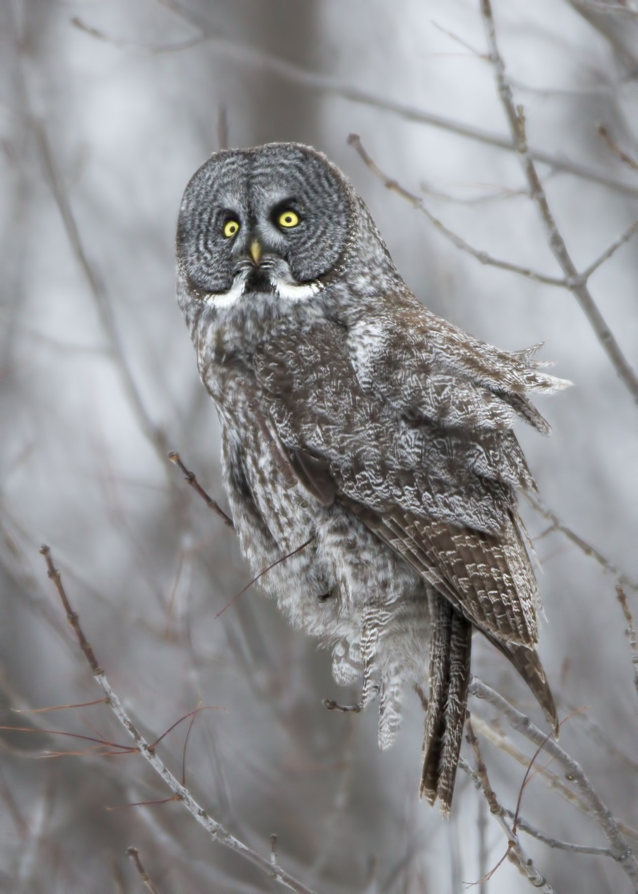 Canon EOS-1D X sample photo. Great grey owl  ( chouette lapone ) photography