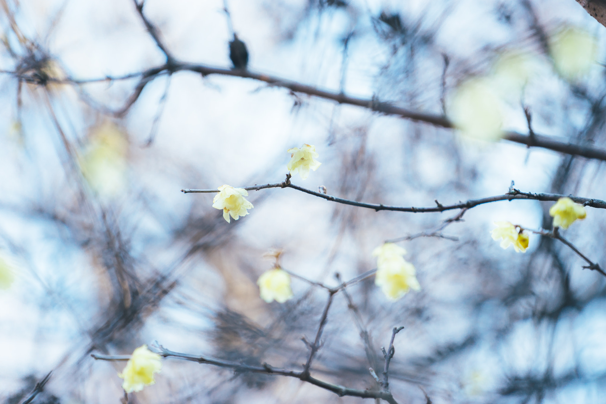 Sony a7 + Sony FE 70-200mm F4 G OSS sample photo. Even if it's cold photography