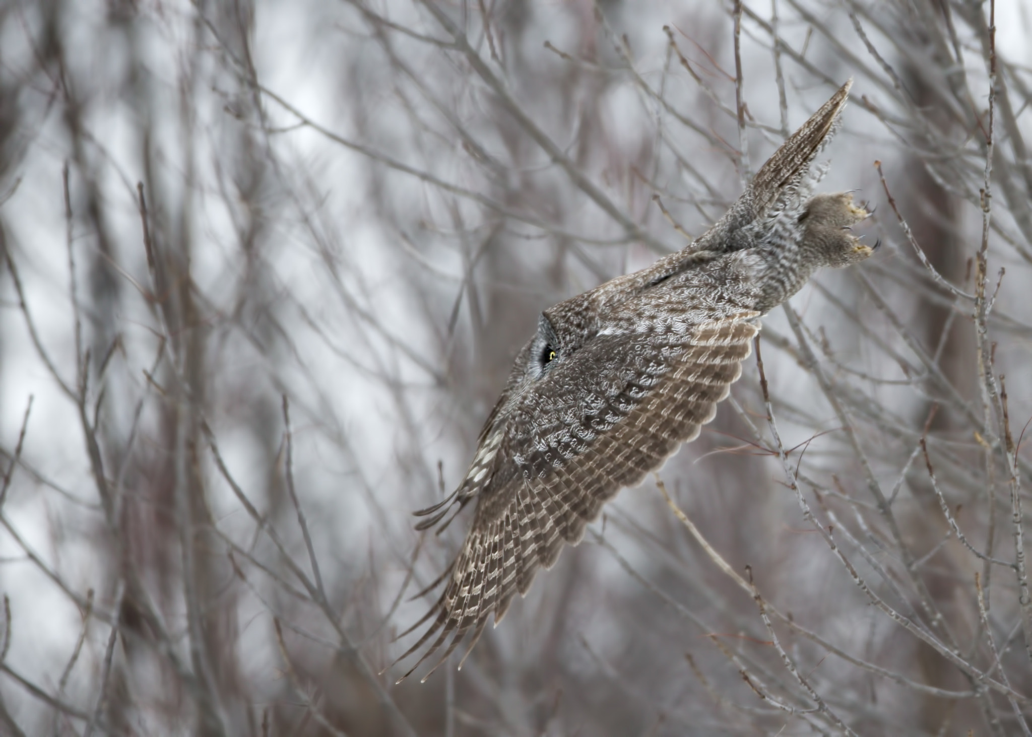 Canon EOS-1D X sample photo. Great grey owl  ( chouette lapone ) photography