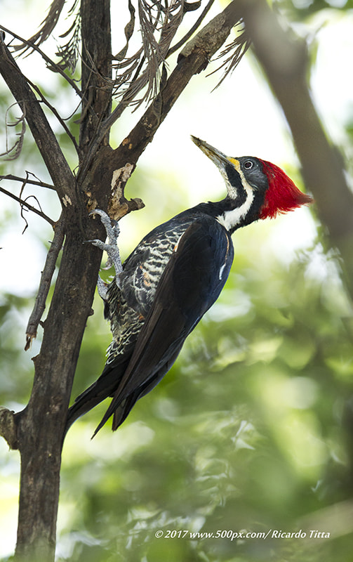 Canon EF 400mm F2.8L IS USM sample photo. Pica pau de banda branca photography