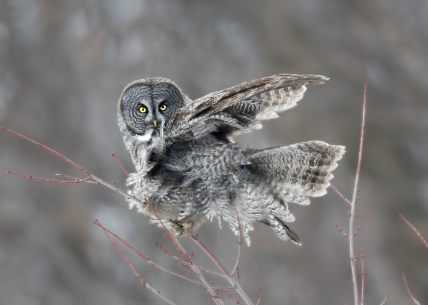 Canon EOS-1D X sample photo. Great grey owl  ( chouette lapone ) photography