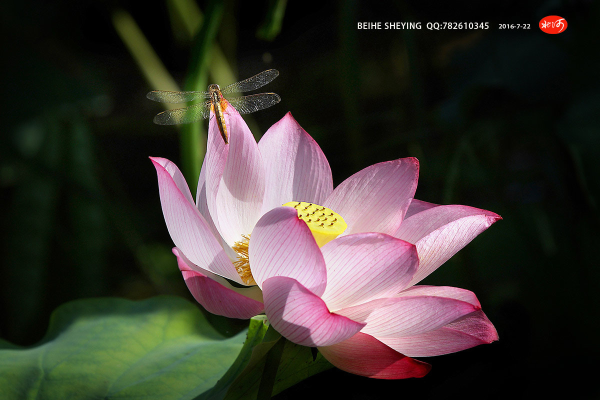 Canon EOS 40D sample photo. 清晨 photography