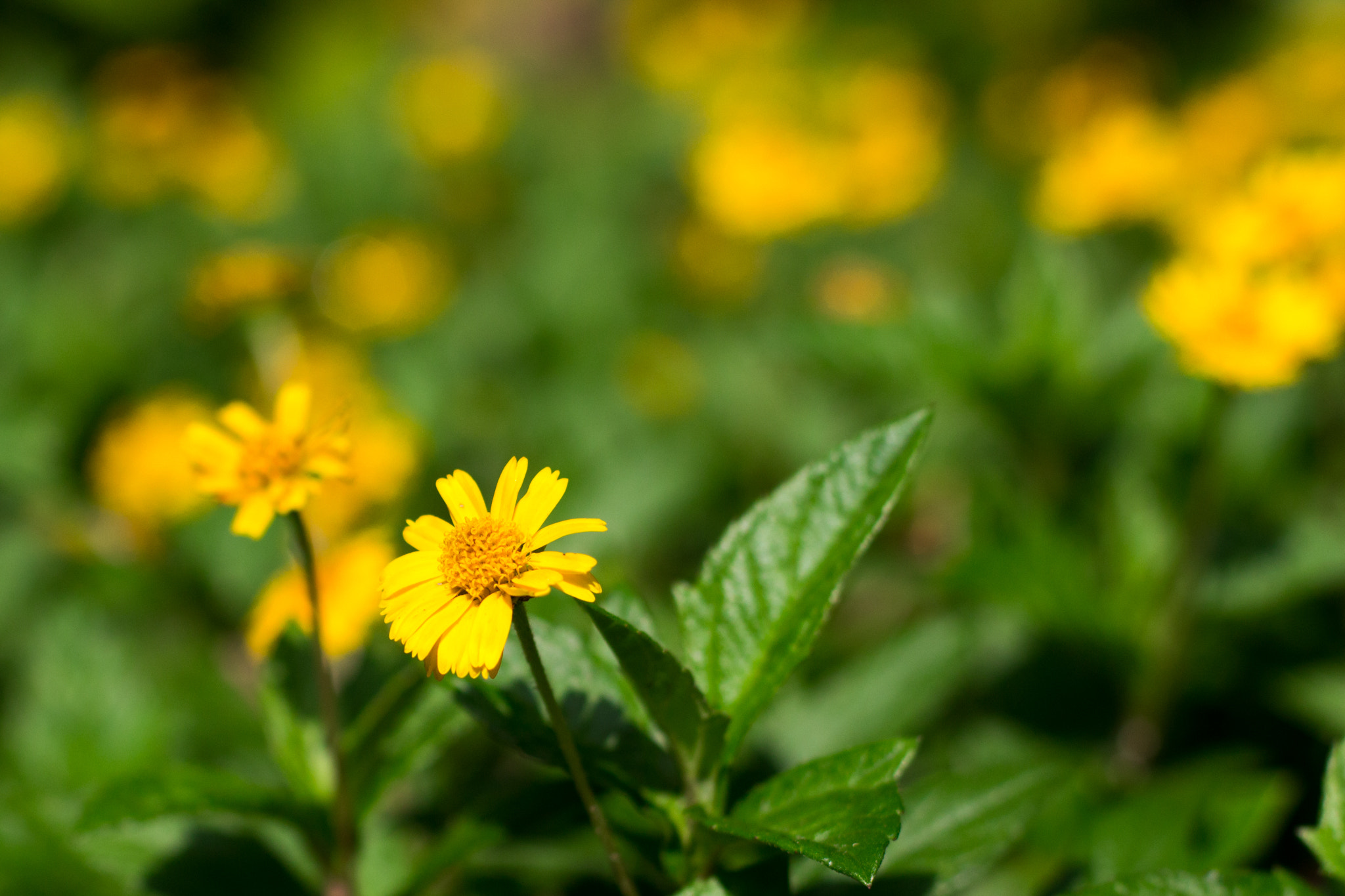 Canon EF 50mm F1.4 USM sample photo. Simple things photography