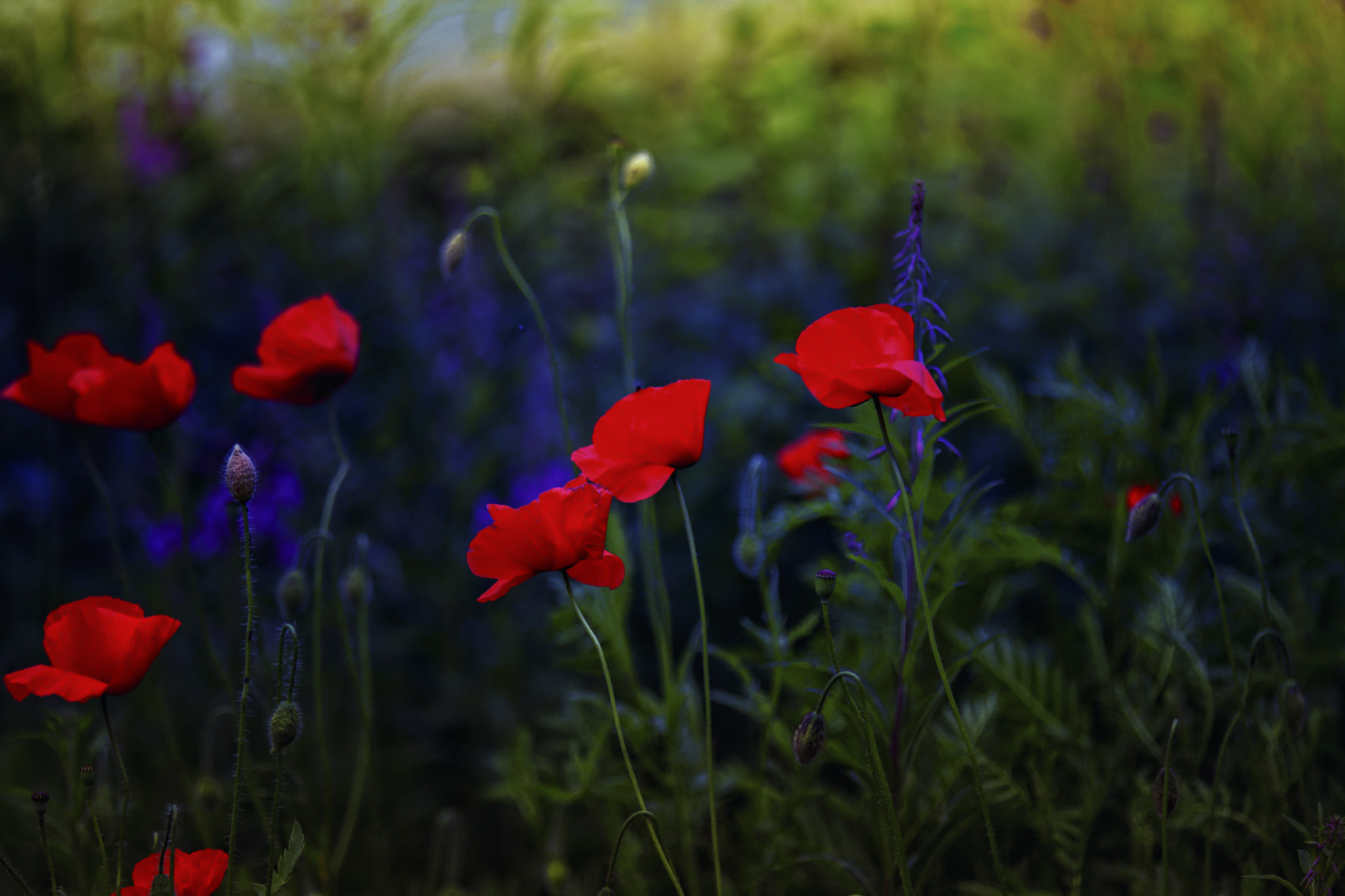 Canon EOS 60D + Tamron SP AF 180mm F3.5 Di LD (IF) Macro sample photo. Mohn (von ) photography