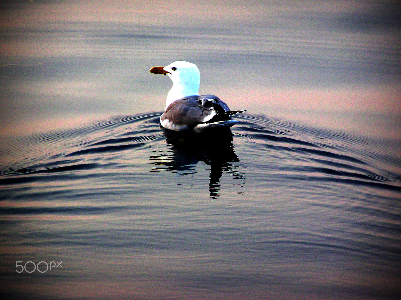 Olympus C750UZ sample photo. I'am sailing.. photography