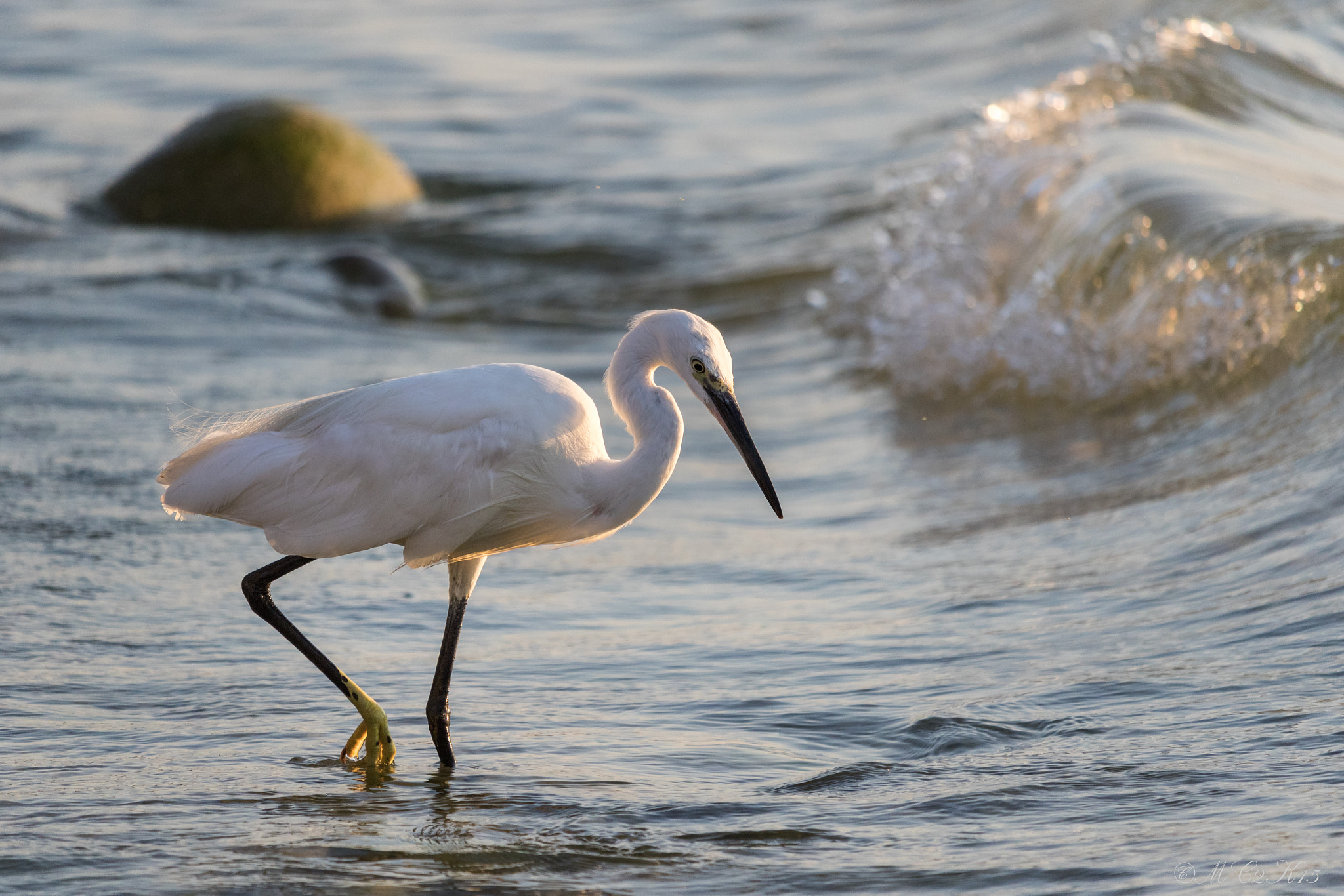 Canon EF-S 55-250mm F4-5.6 IS STM sample photo. Little egret - egretta garzetta - seidenreiher photography