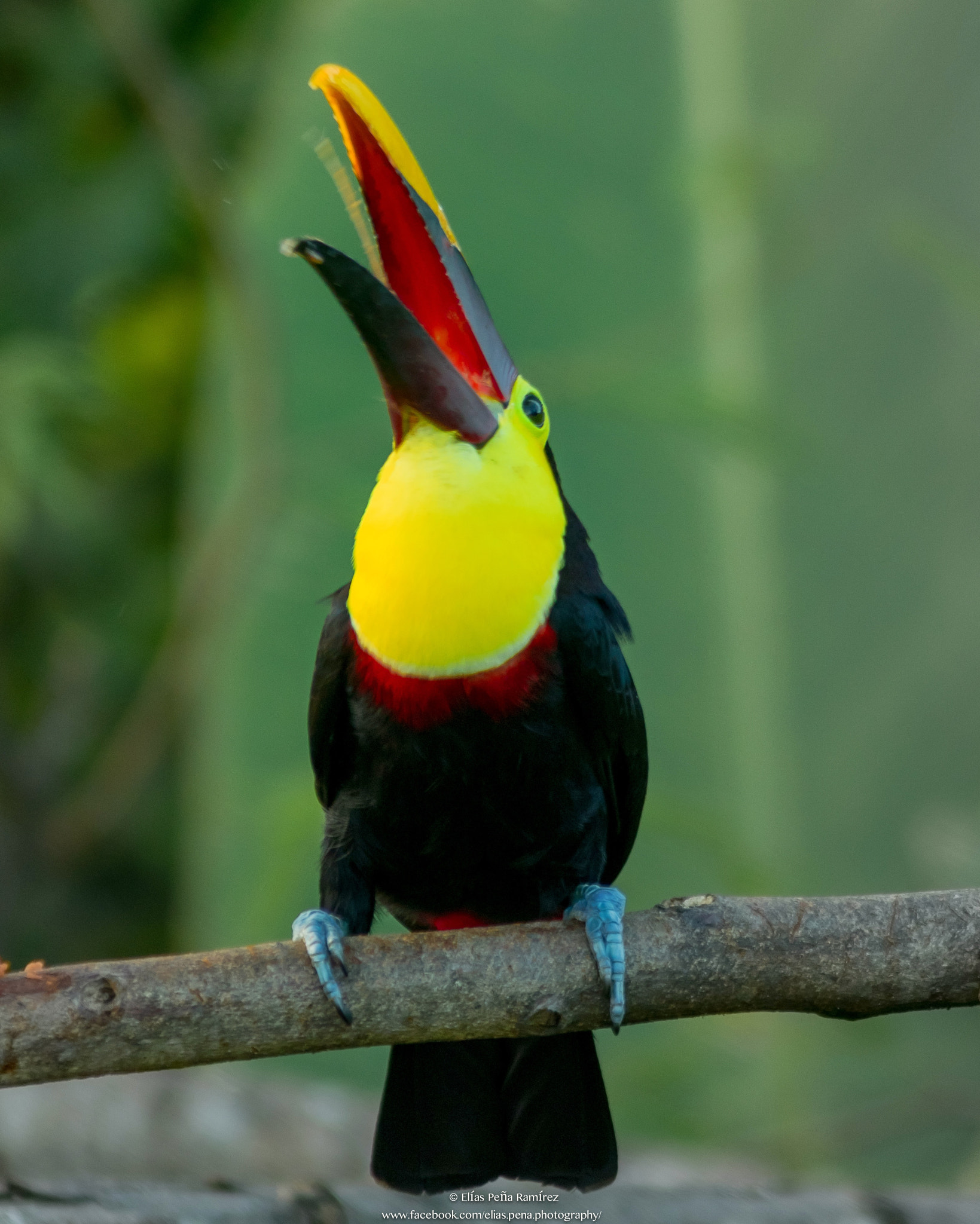 Canon EF 300mm F4L IS USM sample photo. Chestnut mandible toucan photography