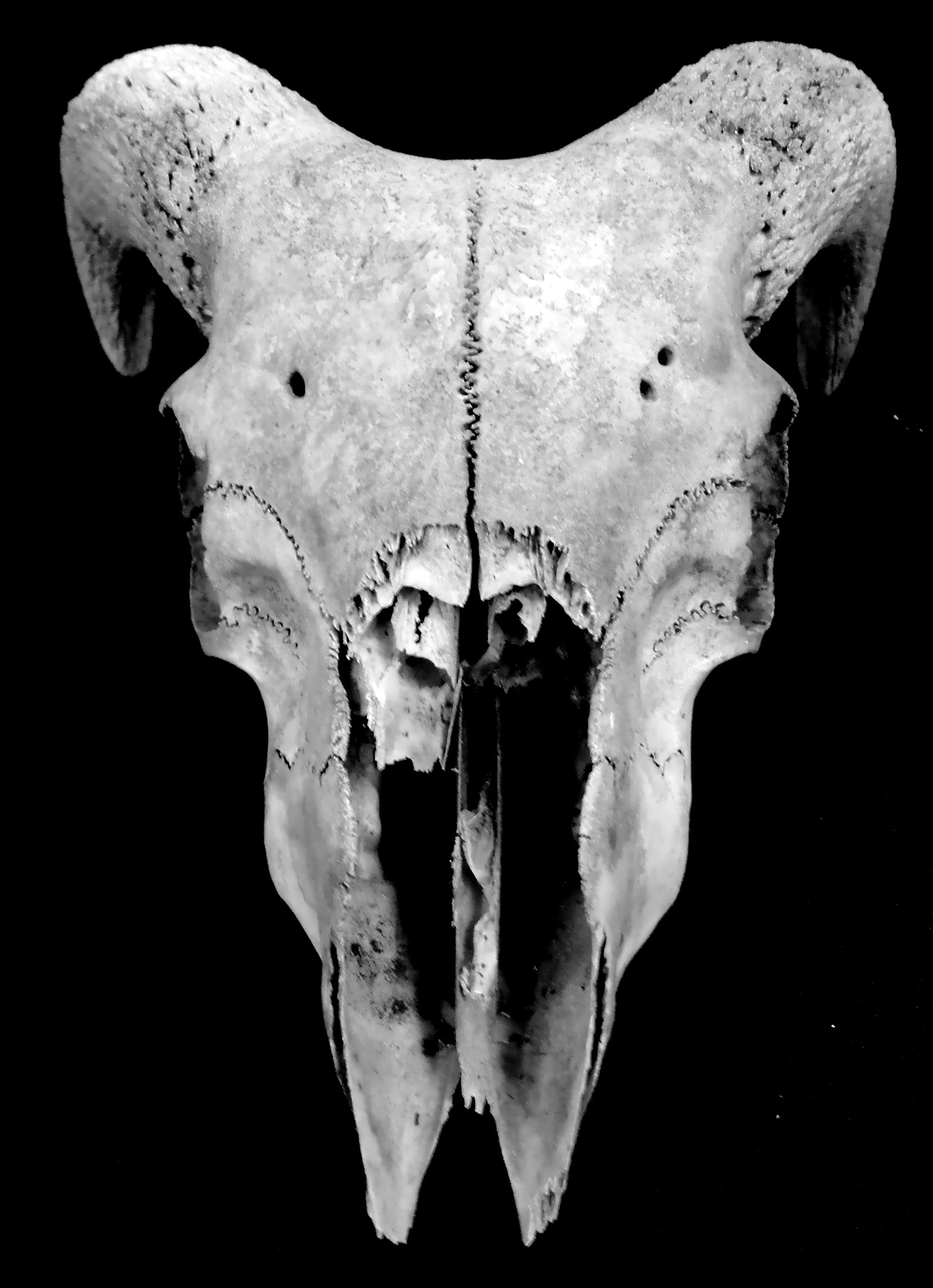 Sony Cyber-shot DSC-W350 sample photo. Skull photography