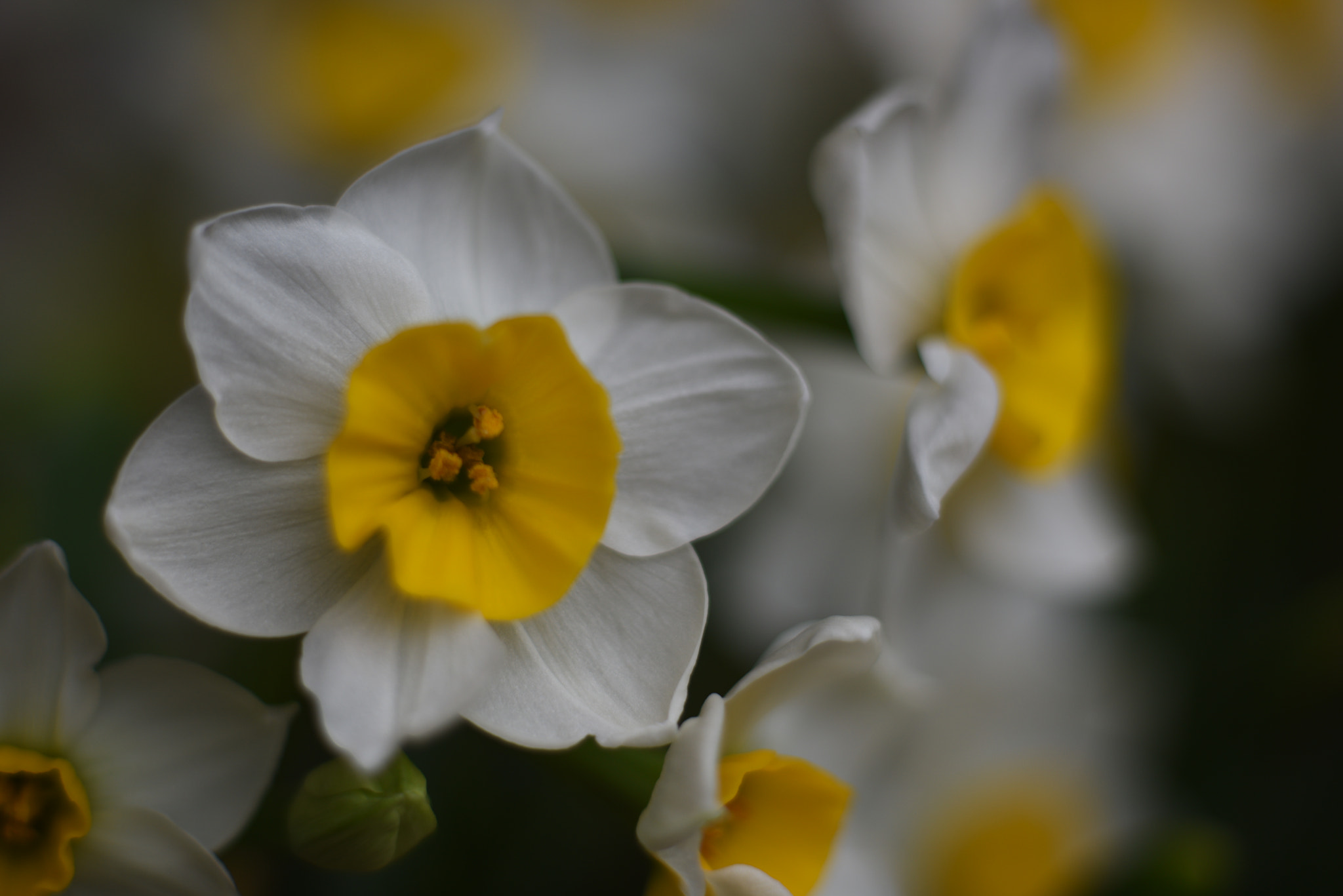 Nikon D810 + Manual Lens No CPU sample photo. Daffodil has special meaning to chinese photography