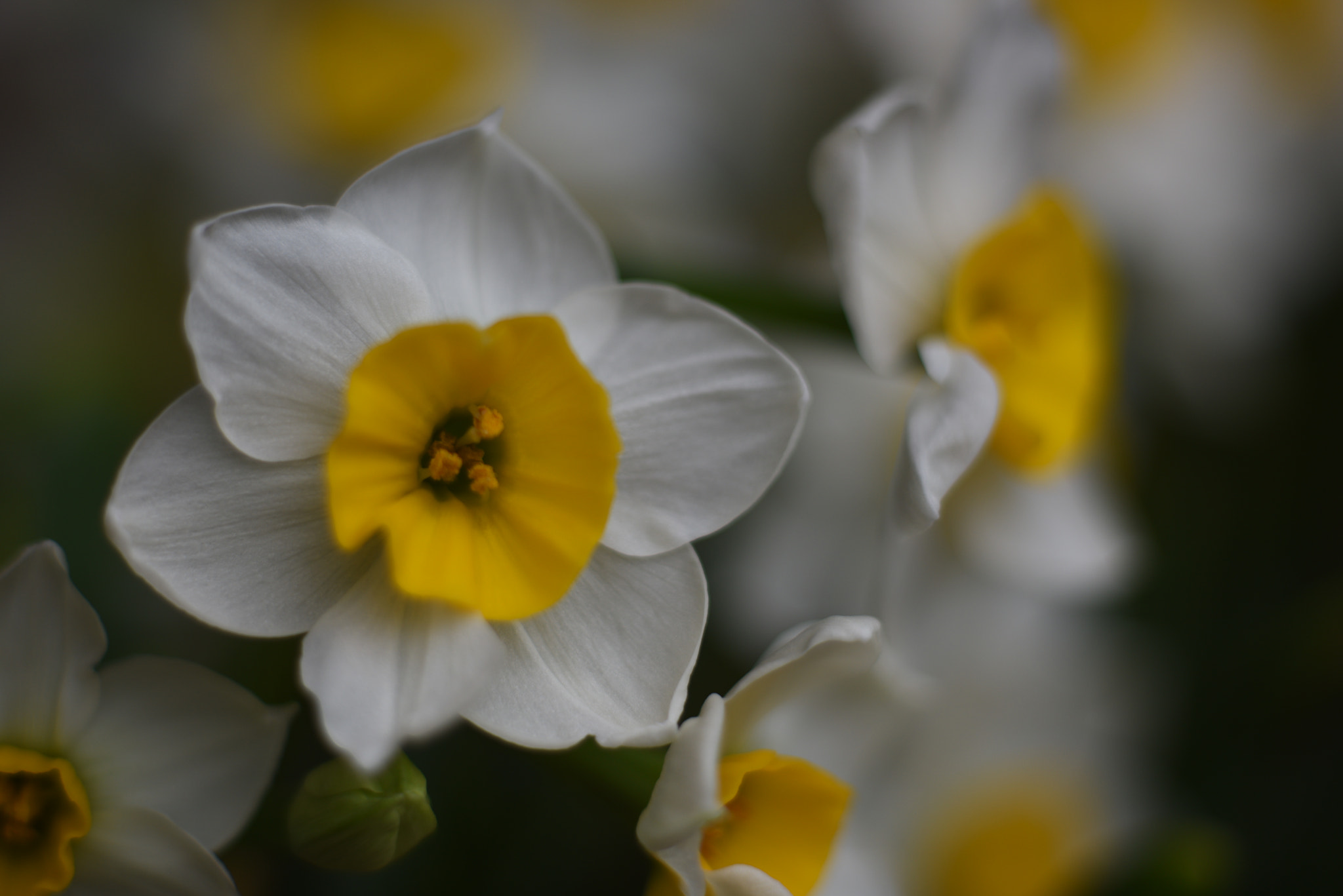 Manual Lens No CPU sample photo. Daffodil has special meaning to chinese photography
