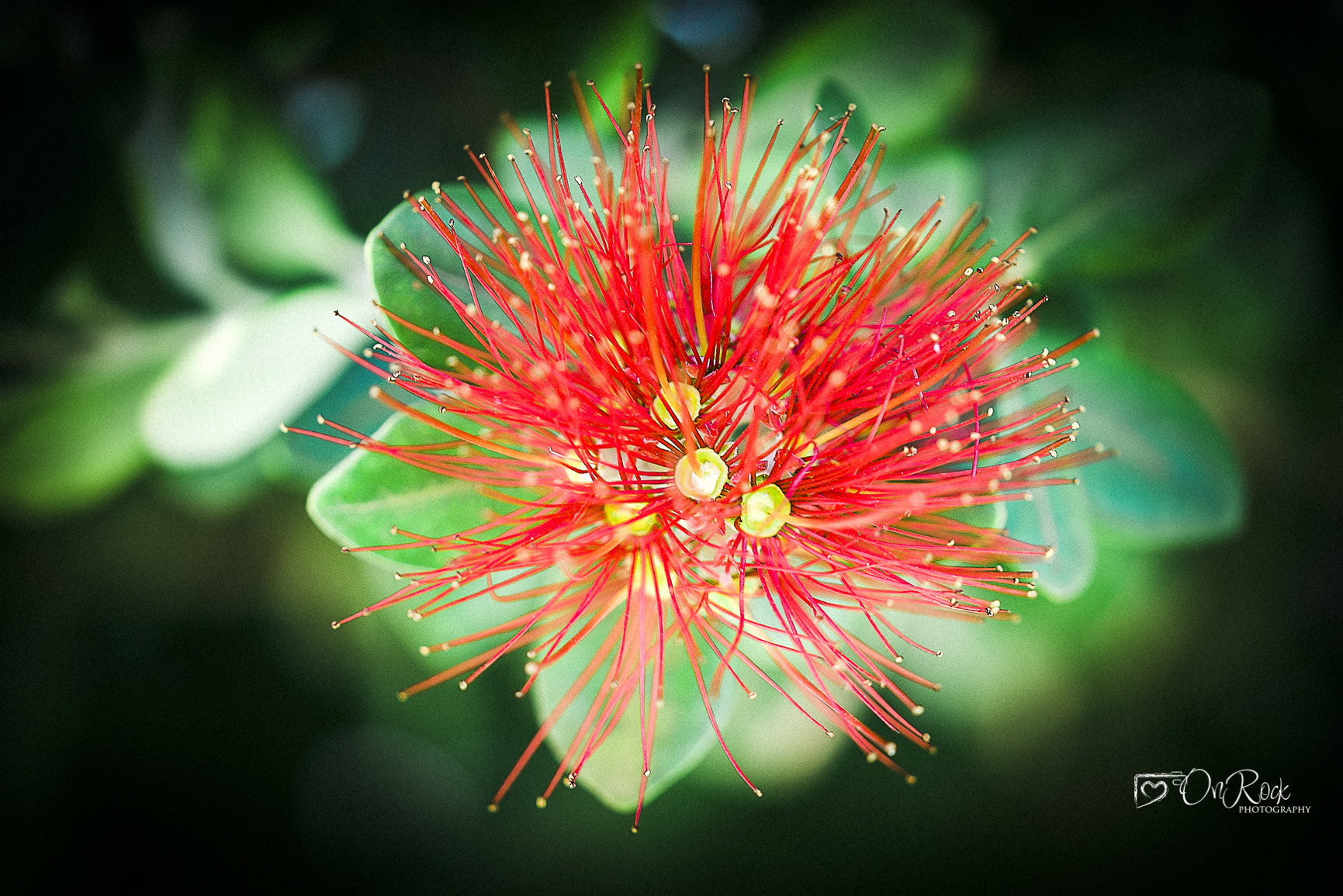 Sigma 105mm F2.8 EX DG OS HSM sample photo. Macro onrock photography