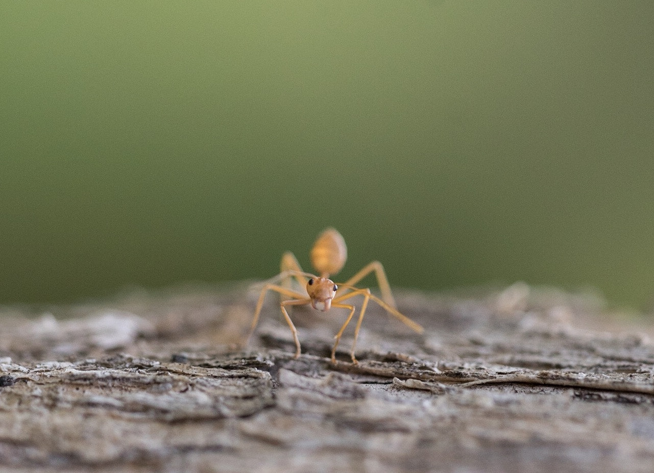 Sony a7S II + Sony FE 90mm F2.8 Macro G OSS sample photo. I came face to face with this little guy in our garden today photography