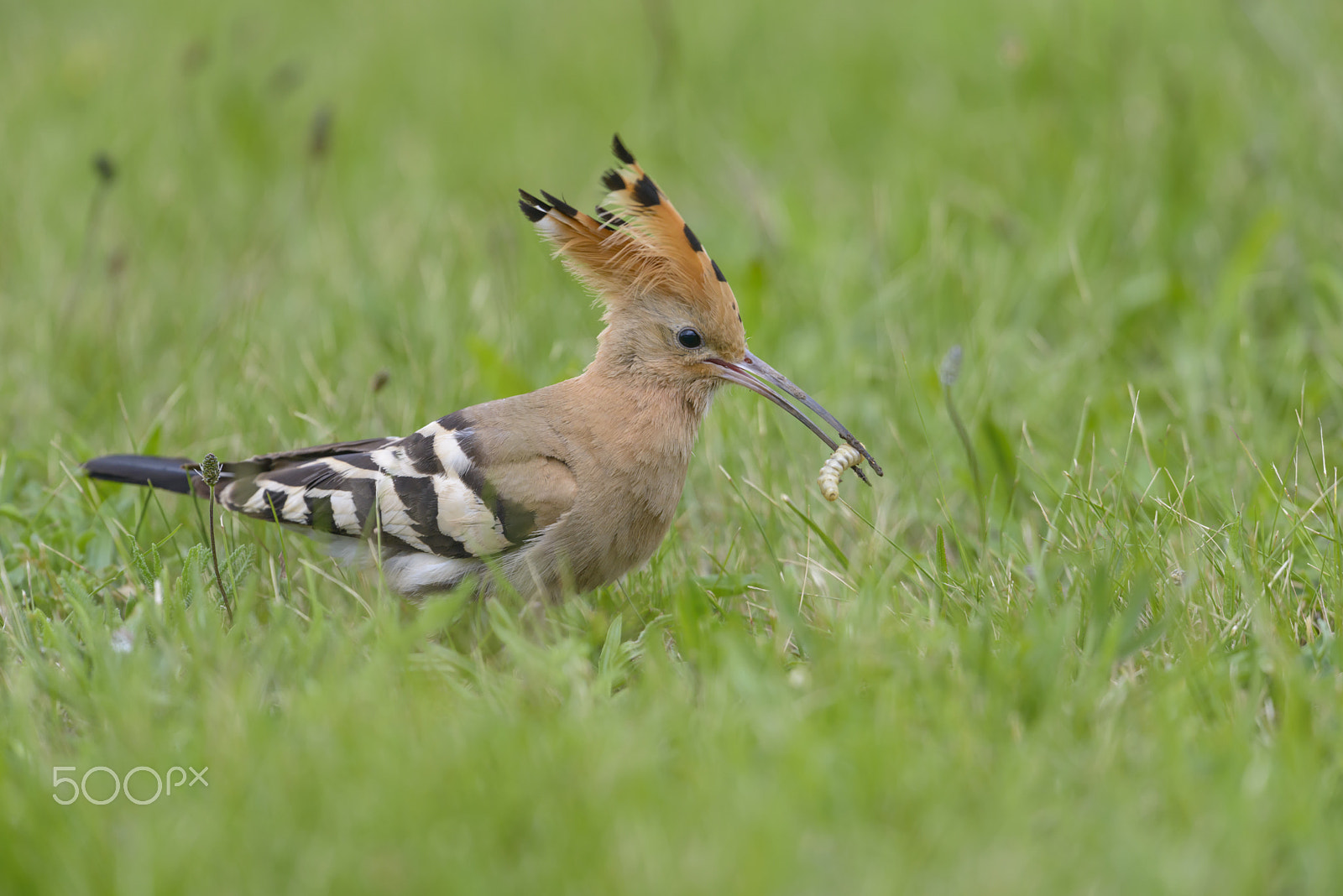 Nikon D800E + Nikon AF-S Nikkor 500mm F4G ED VR sample photo. Wiedehopf, upupa epops, hoopoe photography