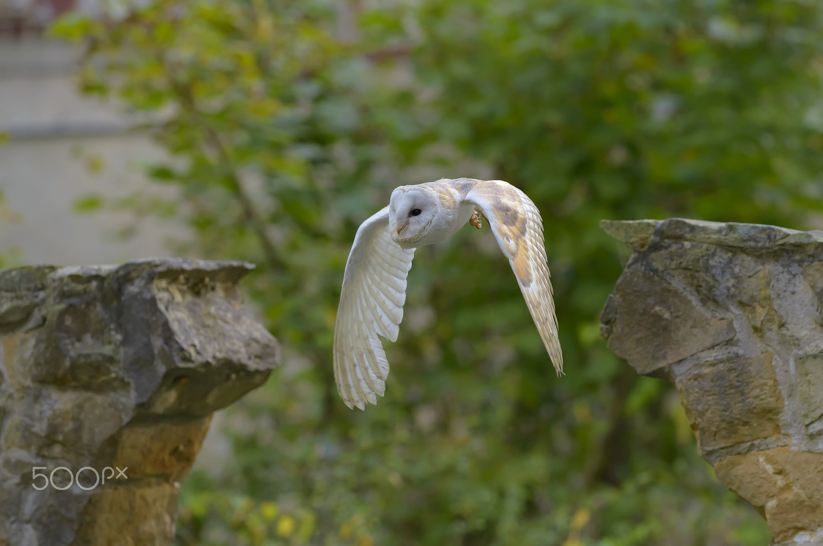Nikon D800E sample photo. Schleiereule, tyto alba, barn owl photography