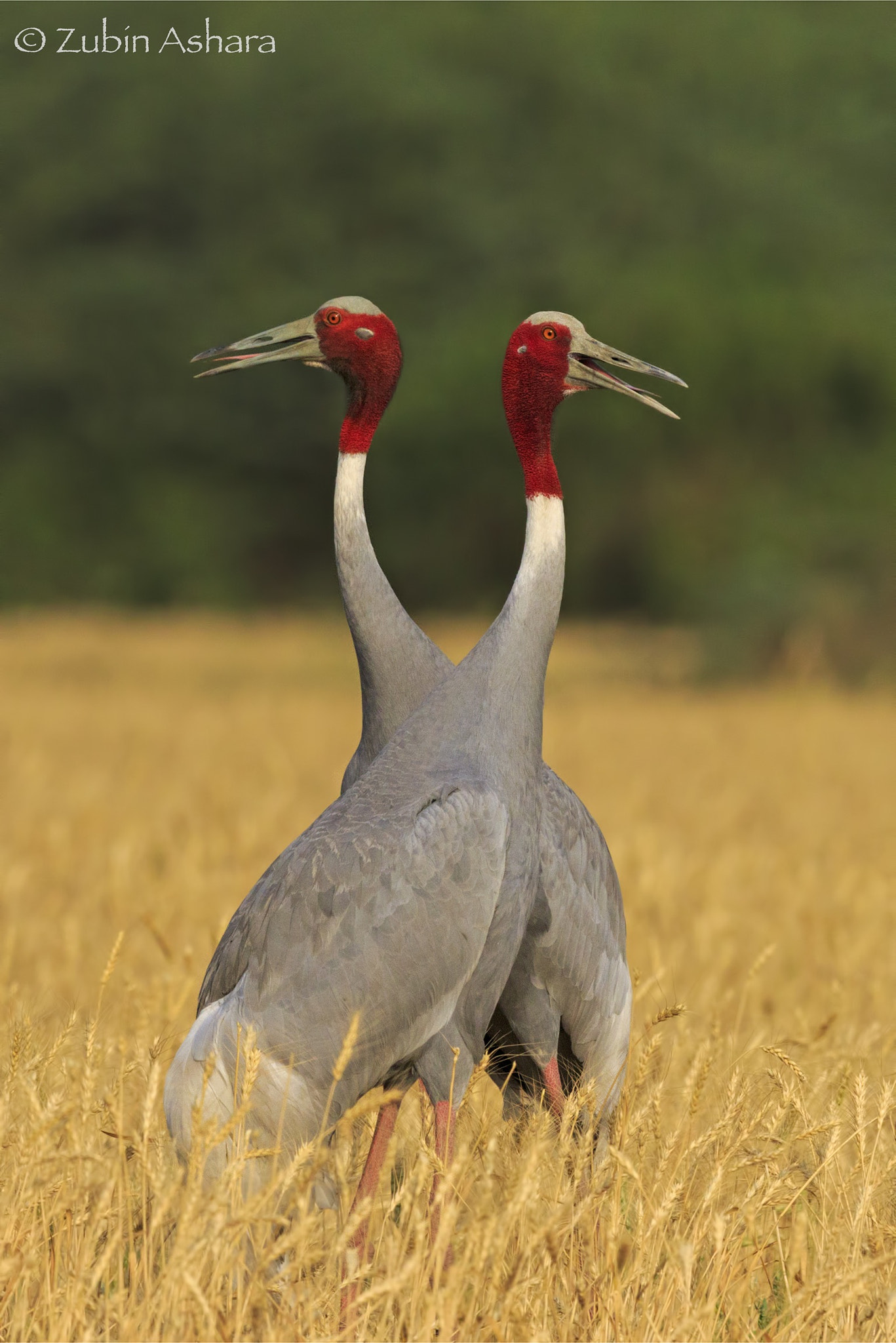 Canon EF 600mm F4L IS II USM sample photo. Sarus crane photography