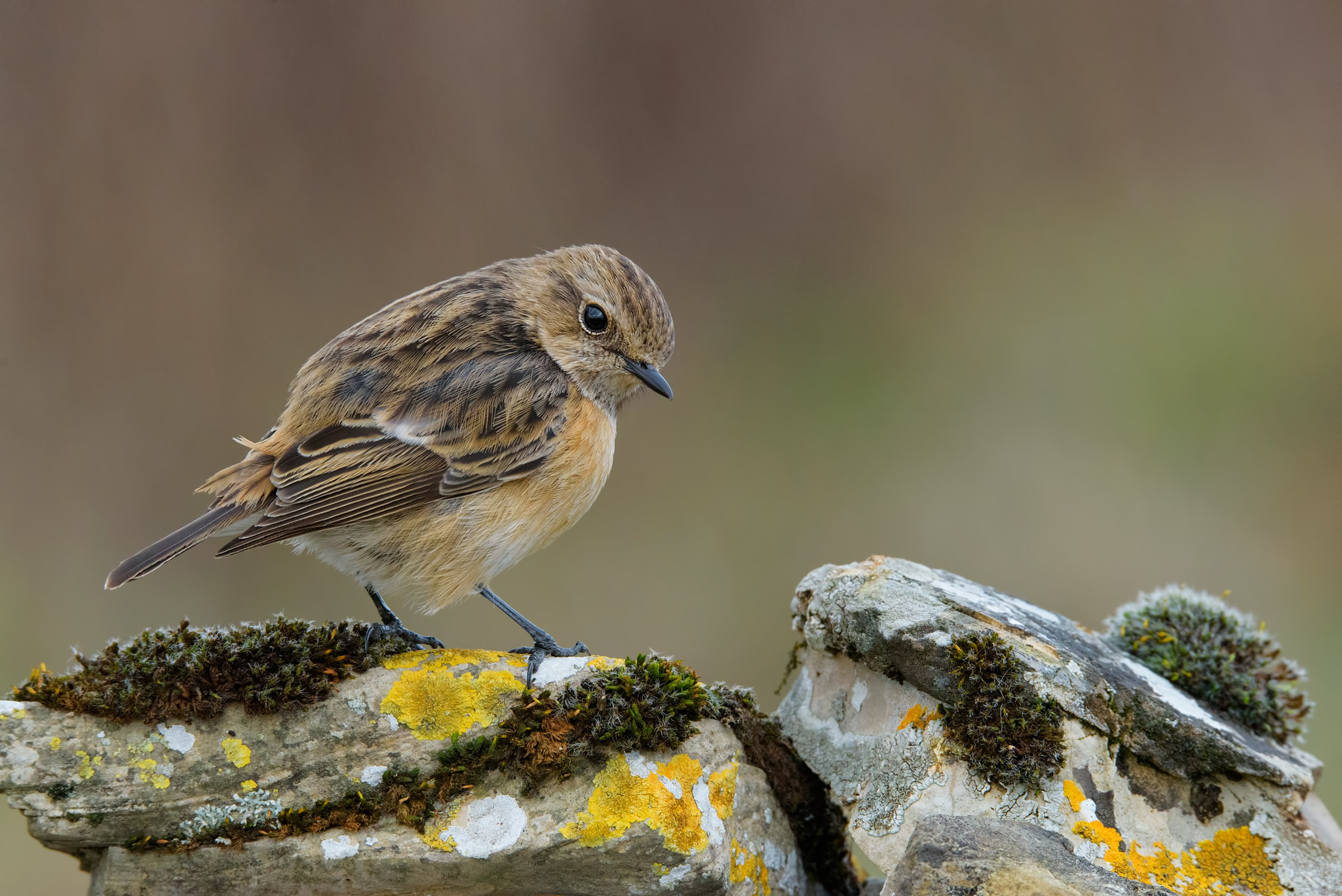 Sigma 150-600mm F5-6.3 DG OS HSM | S sample photo. European stonechat on the rock photography