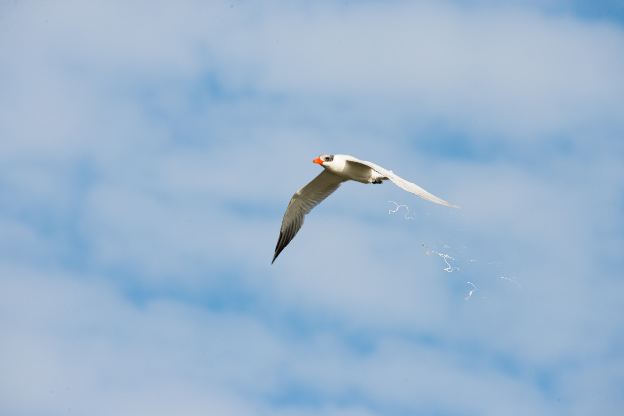 Sigma 150-600mm F5-6.3 DG OS HSM | C sample photo. Dsc photography